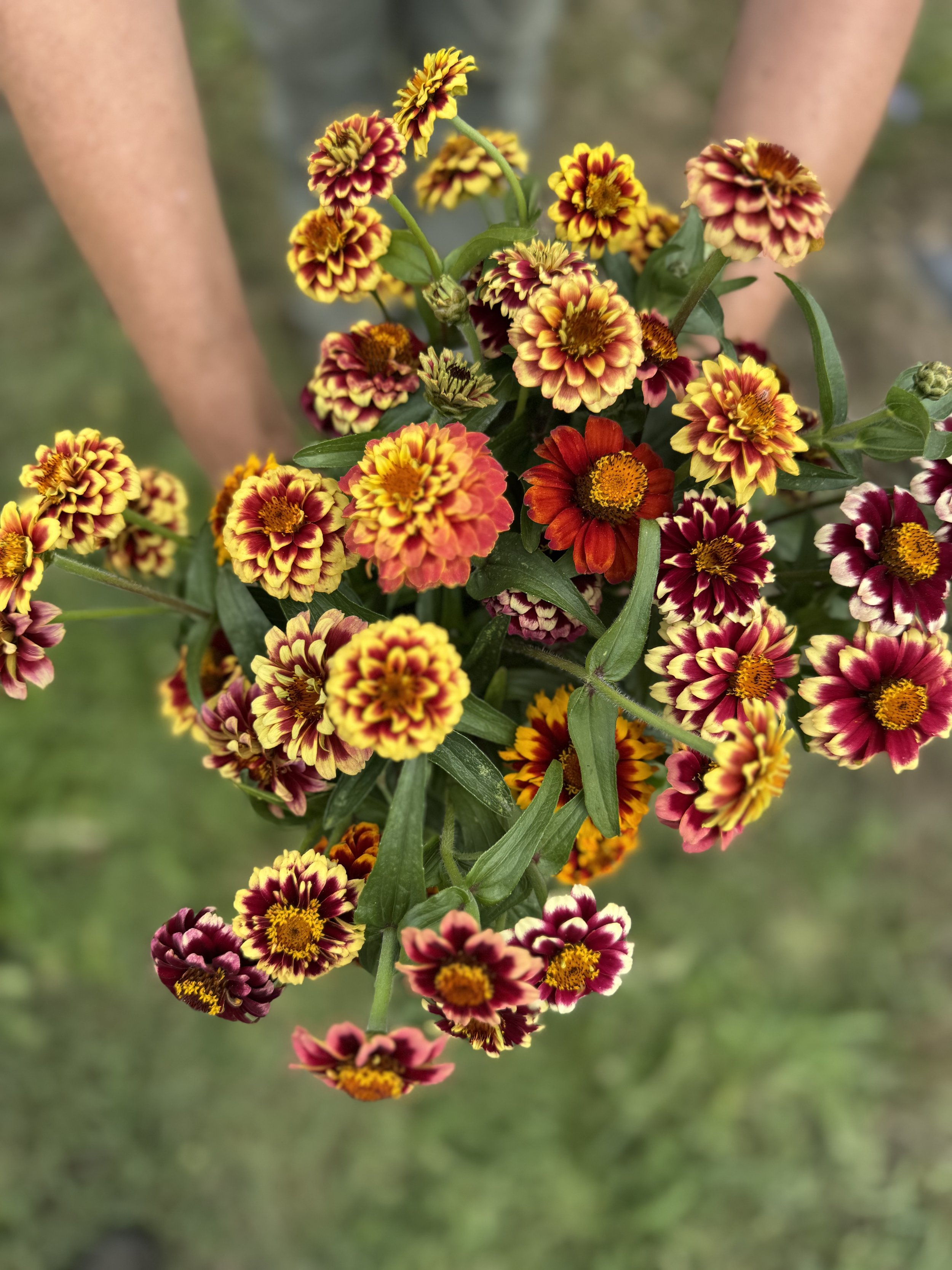 ZINNIA - persian carpet mix