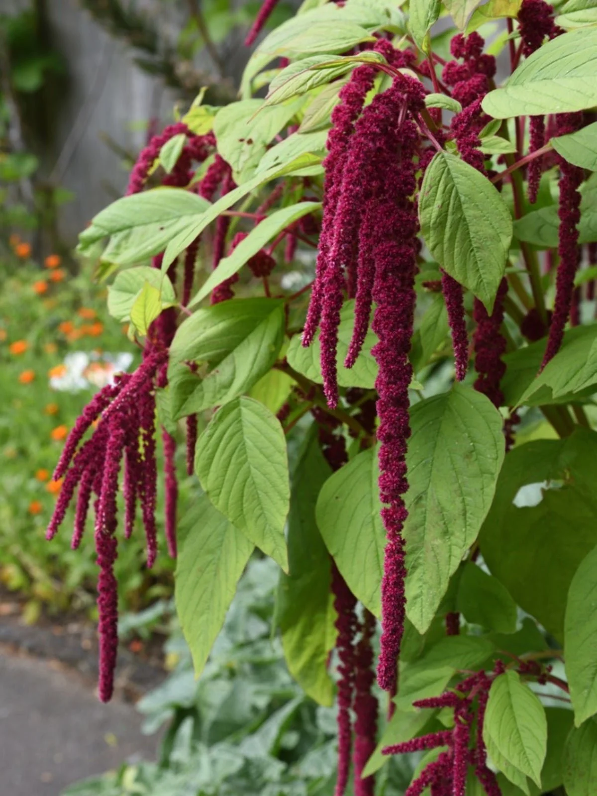 AMARANTH - love lies bleeding
