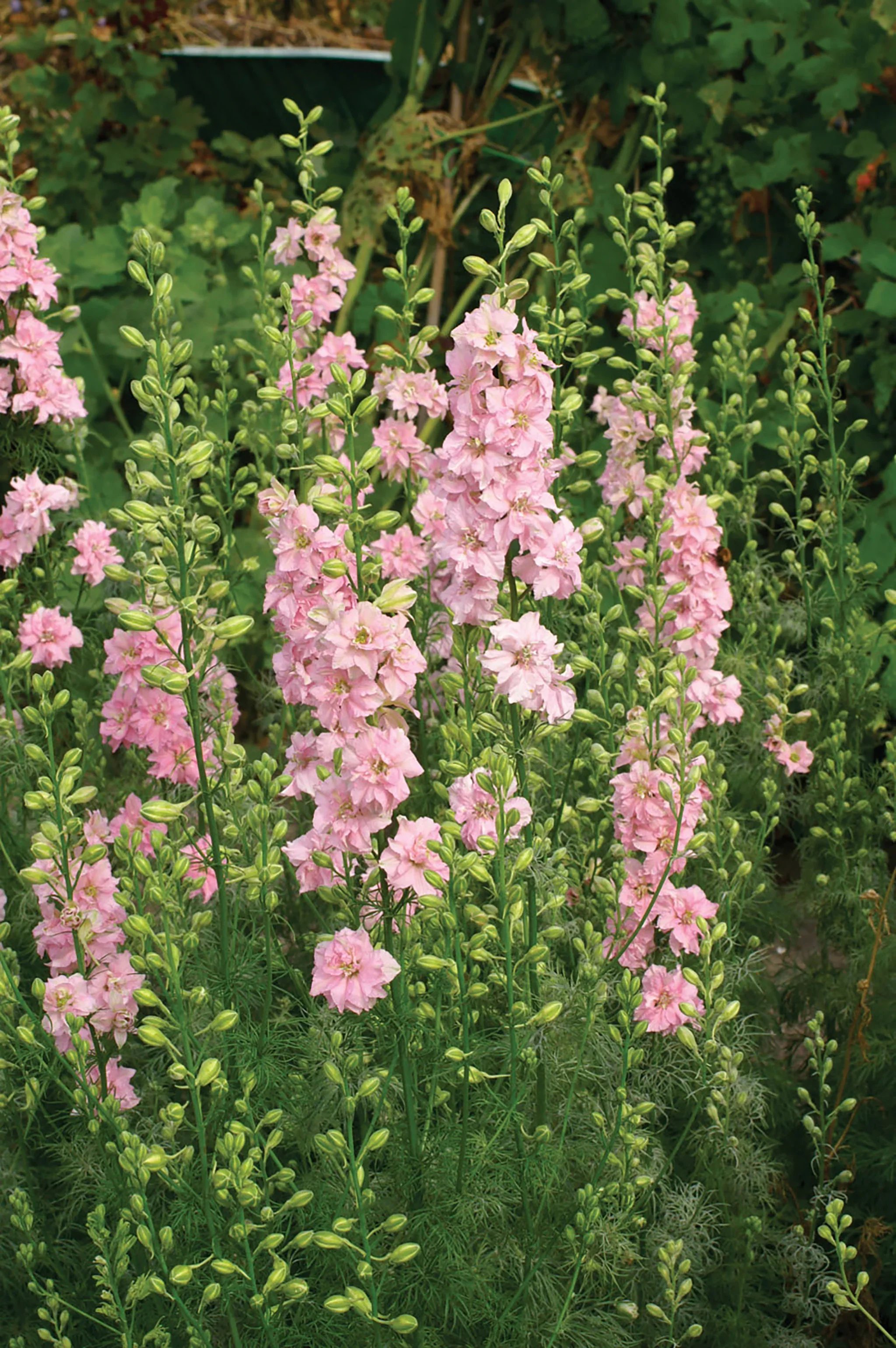LARKSPUR - all the pinks