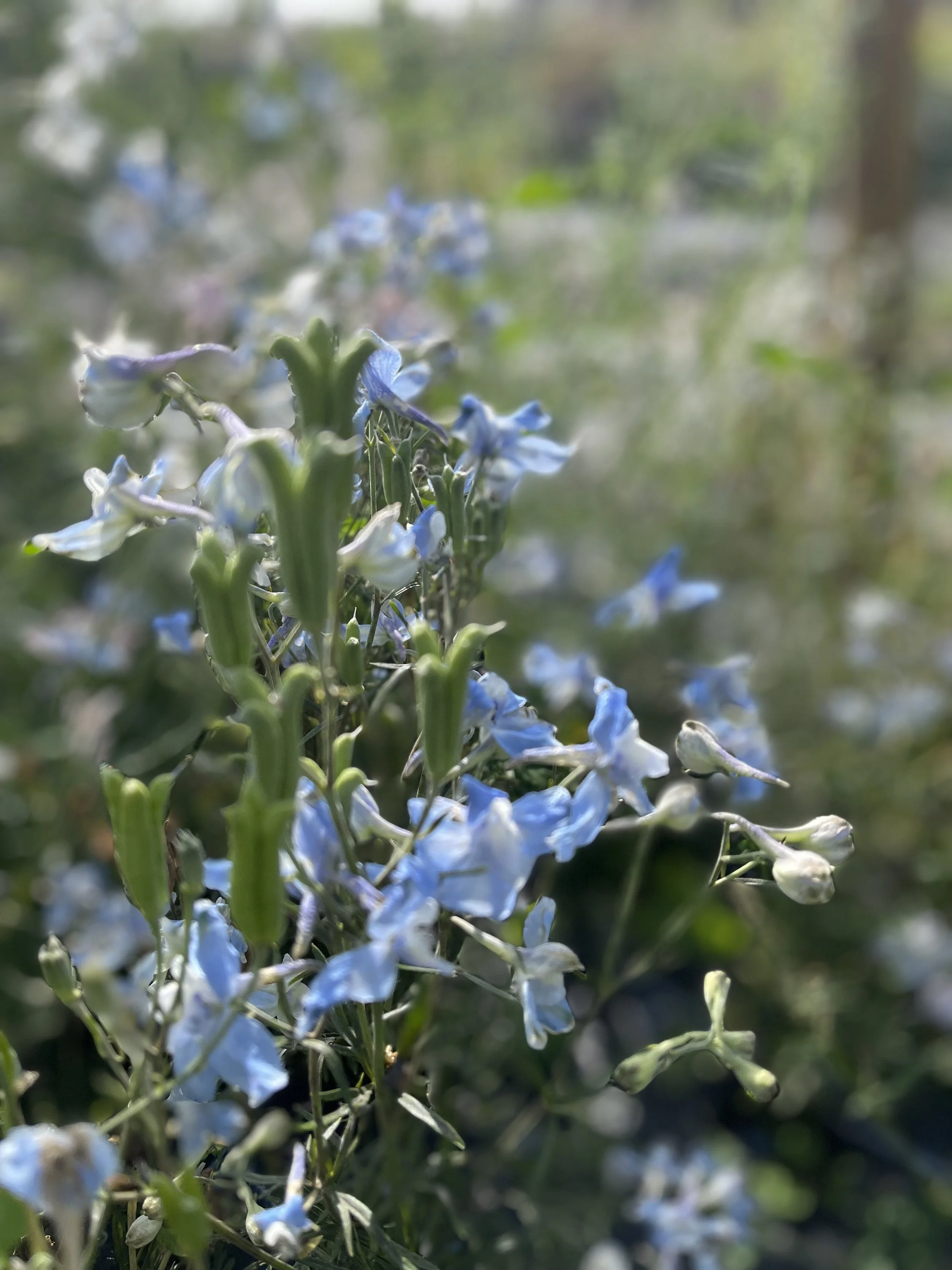 IMG_8606.jpeg
