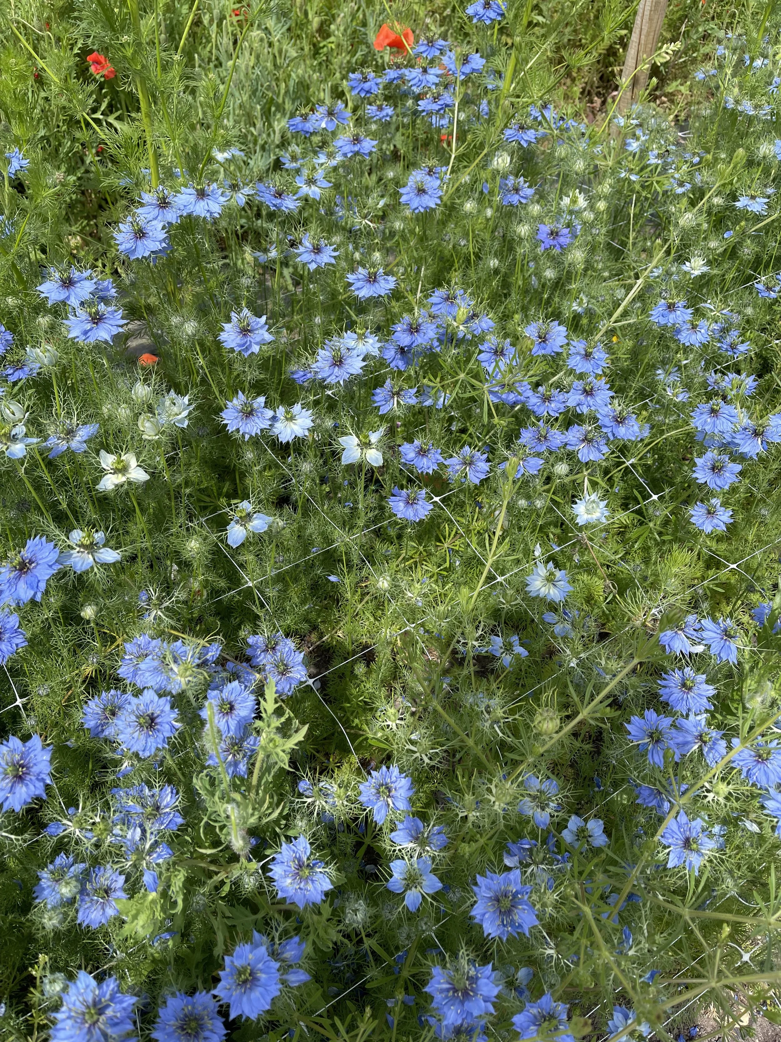 IMG_7168.jpeg