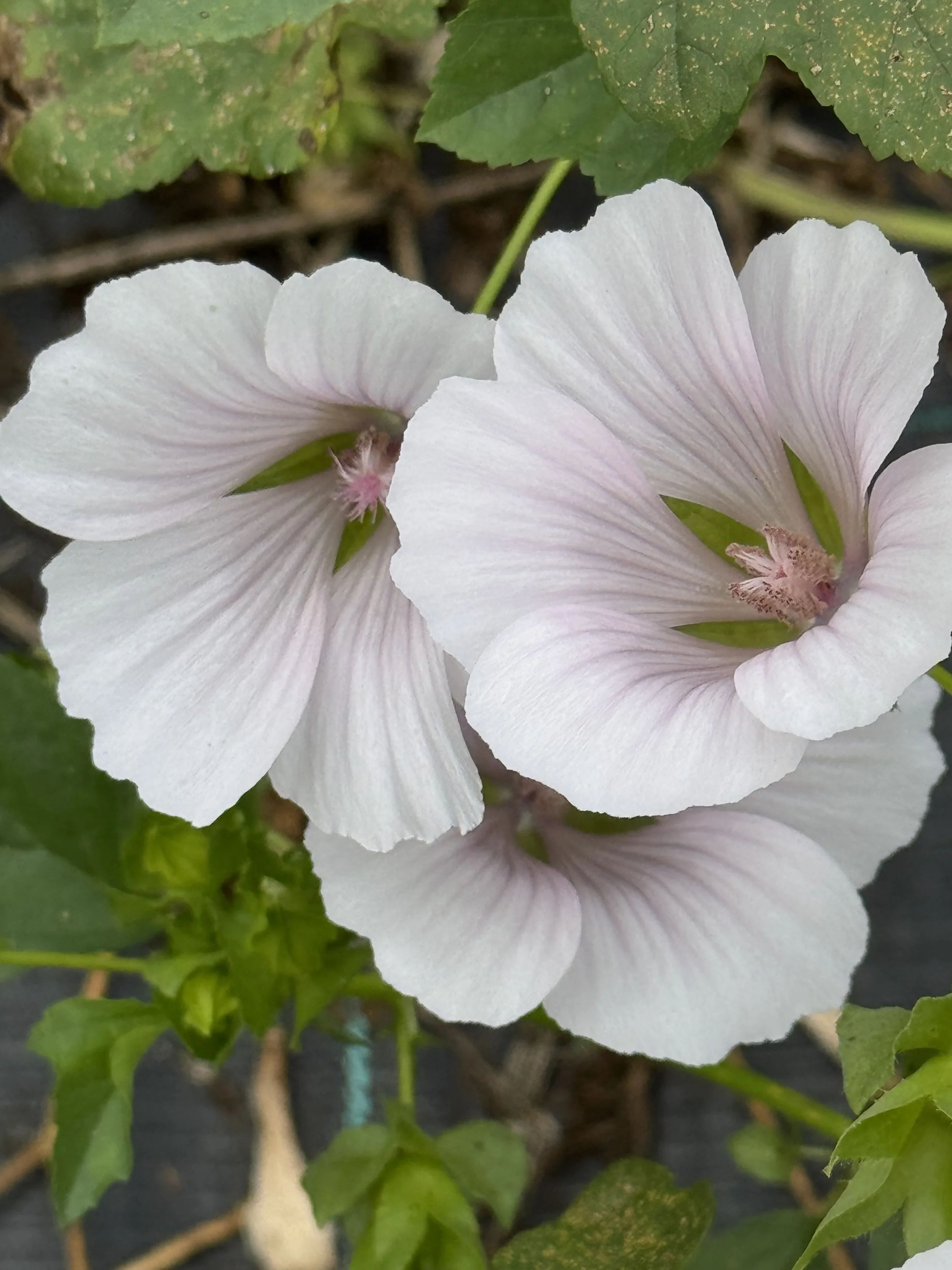 MALOPE - paaaale pink
