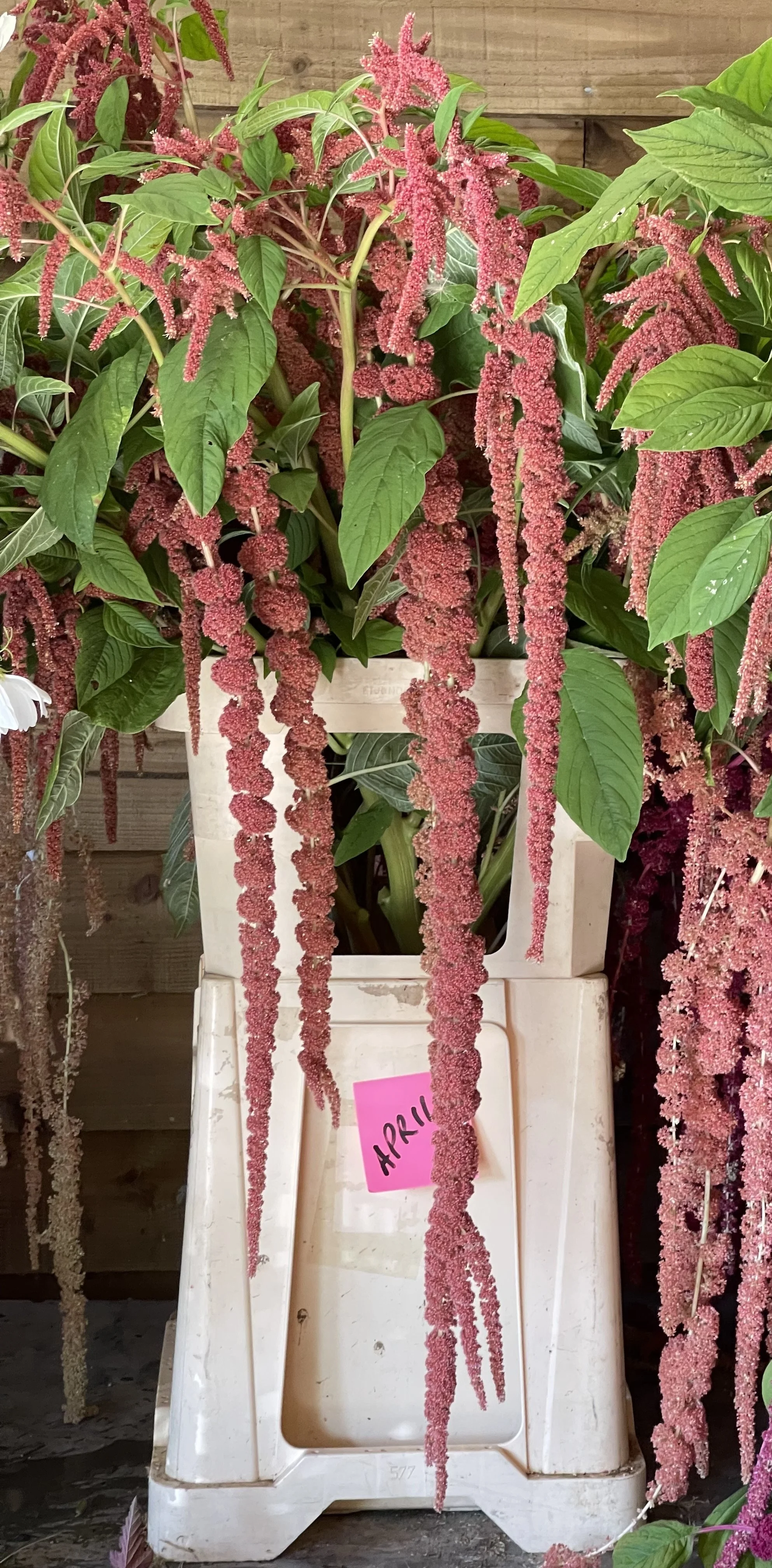 AMARANTH - coral fountain