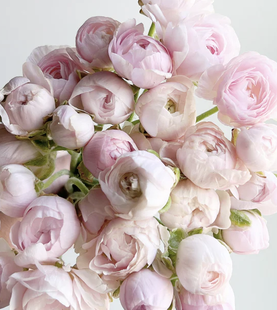 Screenshot 2026-01-16 at 12.26.44 PM.png