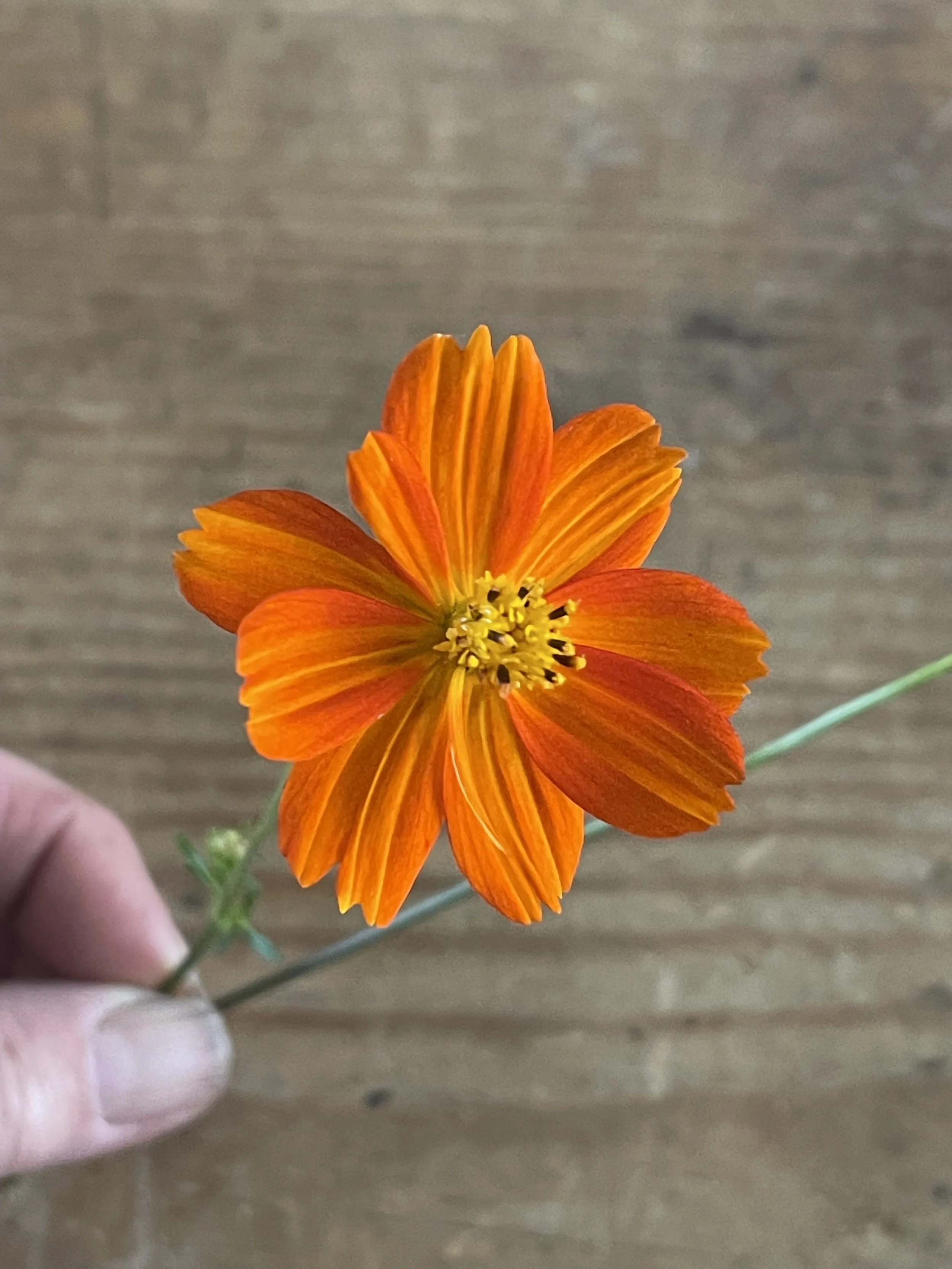 COSMOS - bright lights