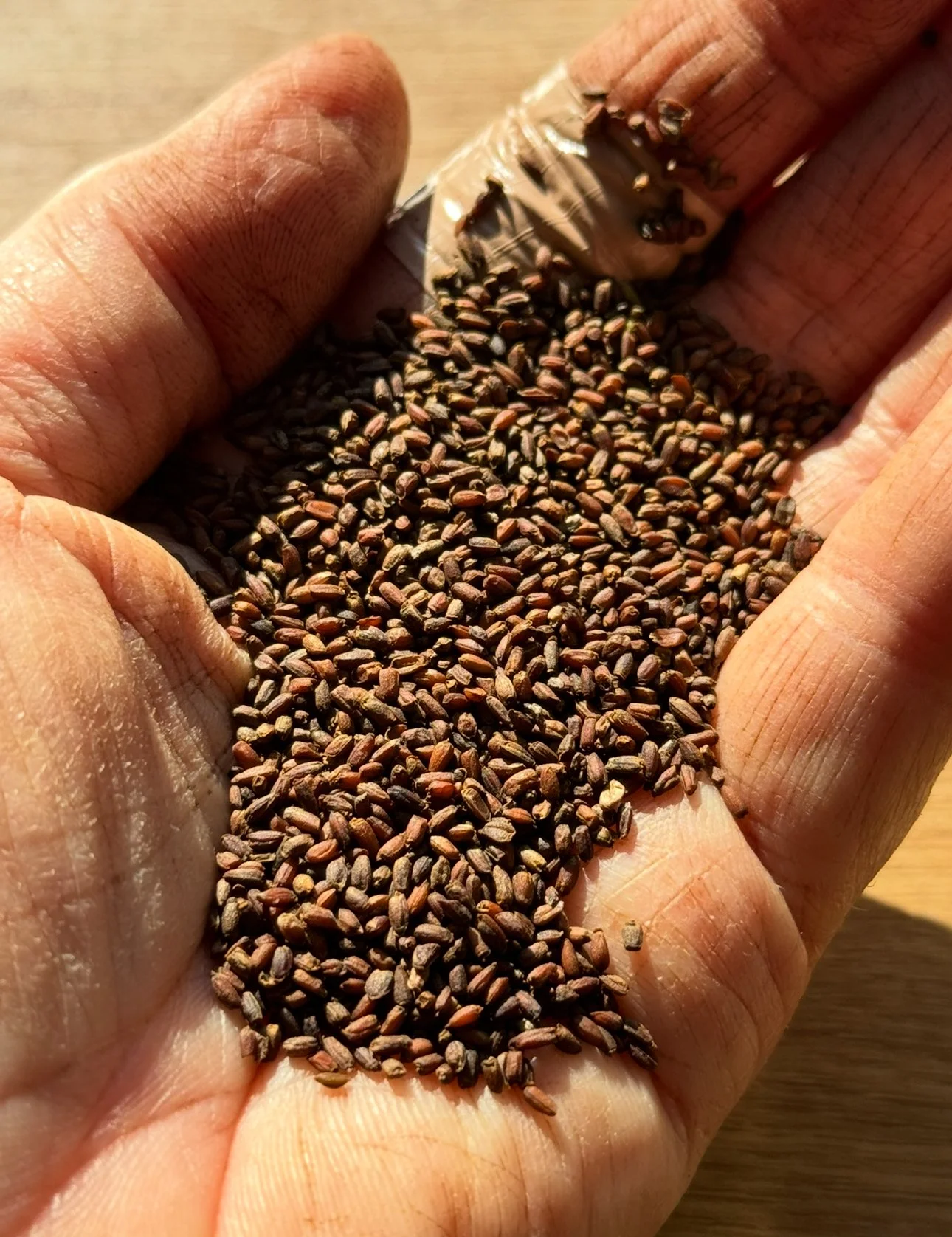 Marlston Farmgirl Seed Saving Workshop