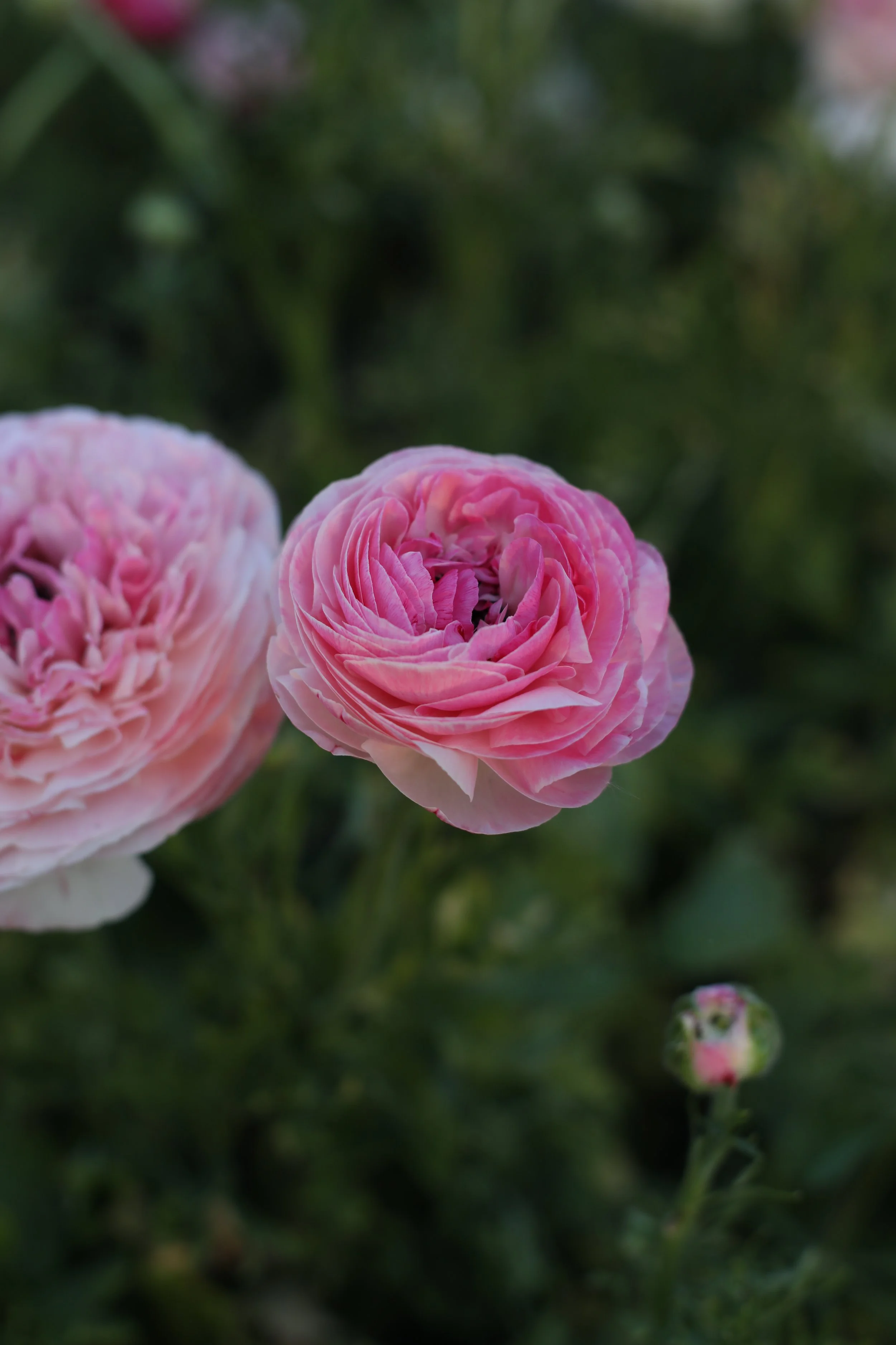 552A9033.JPG