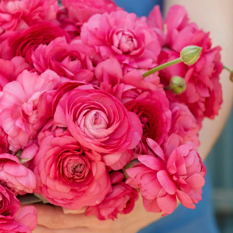 ranunculus-bonbon-rit-3.jpg.webp