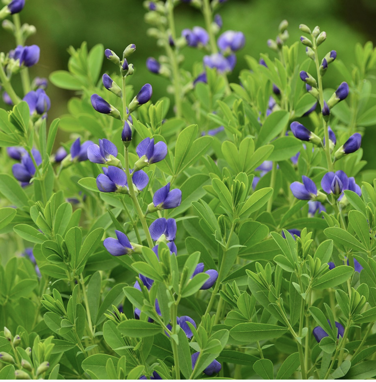 Baptisia australius 2.png
