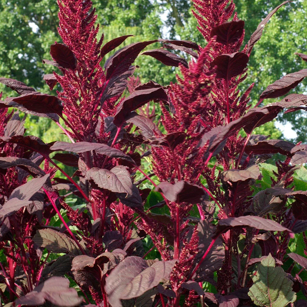AMARANTH - red spike