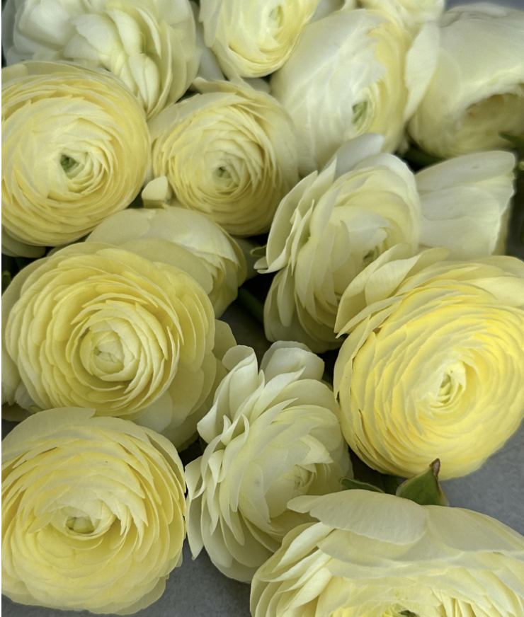 Screenshot 2026-01-16 at 12.36.30 PM.png