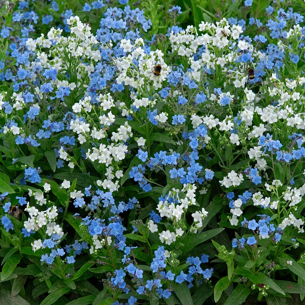 742-3-1000_1000x.jpg.webp