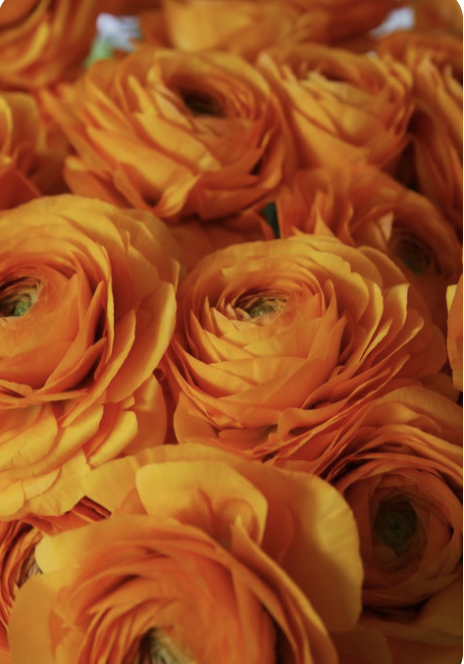 Screenshot 2025-11-18 at 3.13.03 PM.png