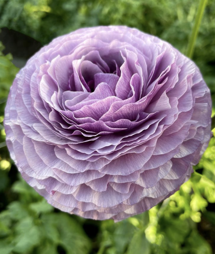 Screenshot 2026-01-16 at 12.38.30 PM.png