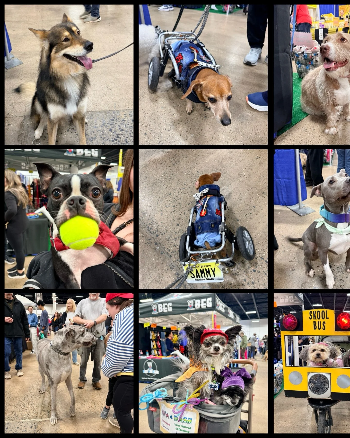 2026 Pet Expo recap&hellip;. Such a great time this weekend in Oaks, Pa at the @familypetshows 2026 Expo.

Aside from meeting many new pet lovers, small business and rescue orgs, the stars of the show were the fuzzy ones themselves.

A few  beautiful