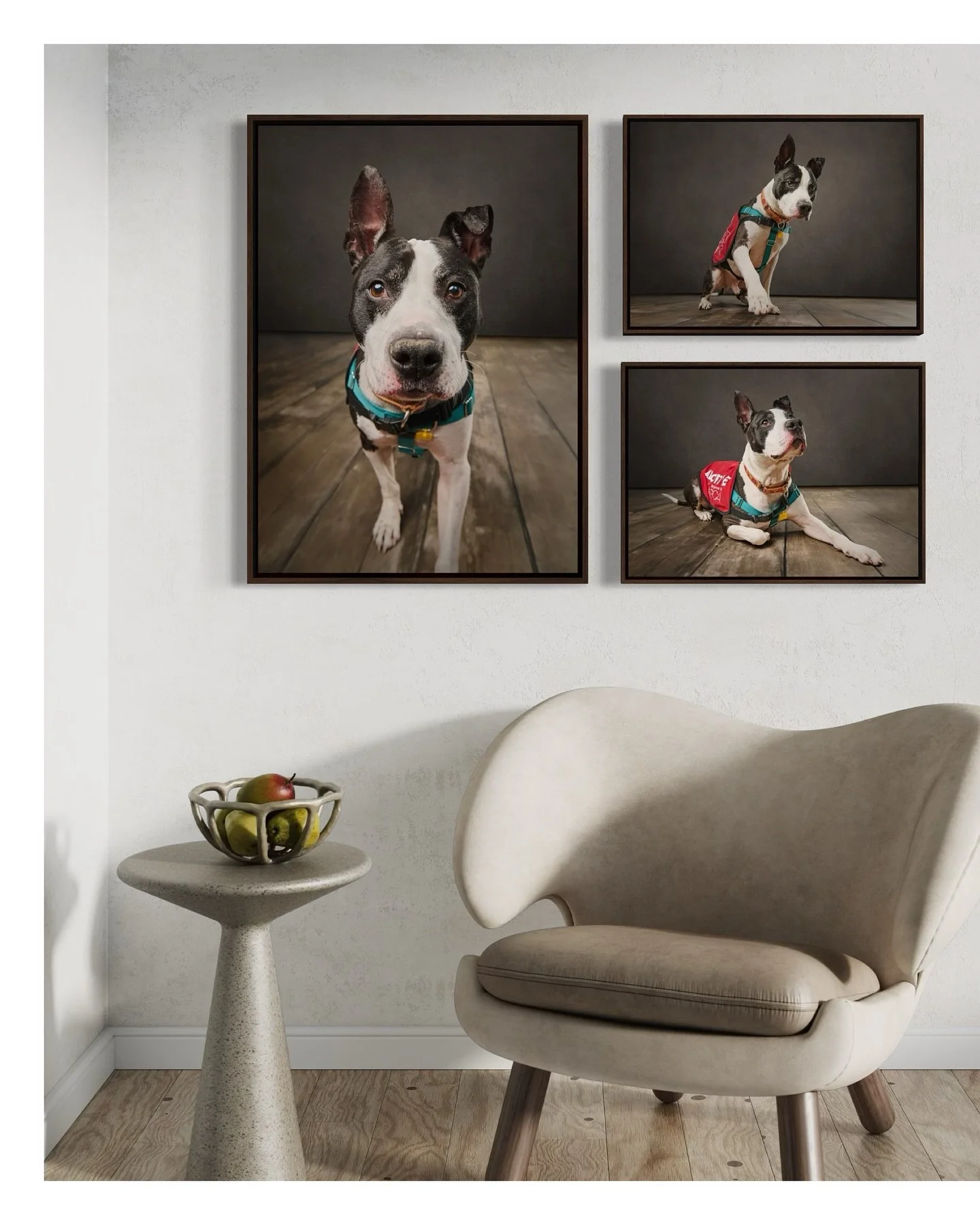 &hellip; Posty is currently the longest resident (367 days) at @brandywinespca &hellip;. He deserves a spot on your family&rsquo;s wall!! 

Let&rsquo;s help this good boy find a furever home! 

#adoptme #adoptdontshop #supportlocalrescues #chestercou