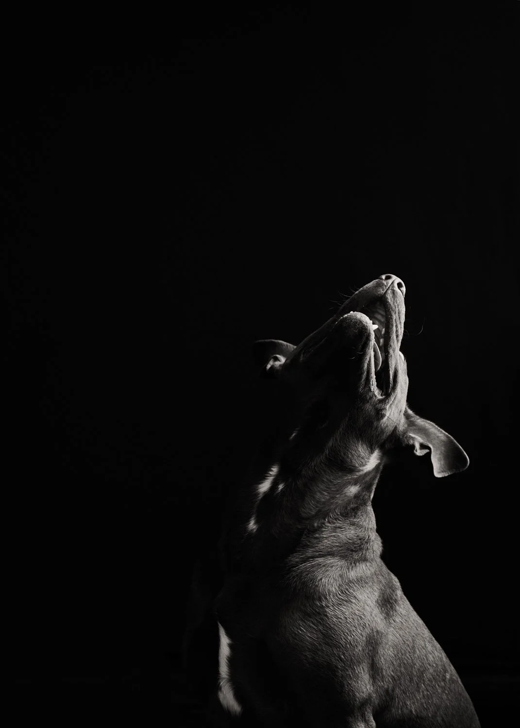 Black and white fine art dog portrait of Bailey leaning into light, titled Follow the Light by photographer Roman Coia, selected for the Call the Dogs exhibition at South x Southeast Gallery.