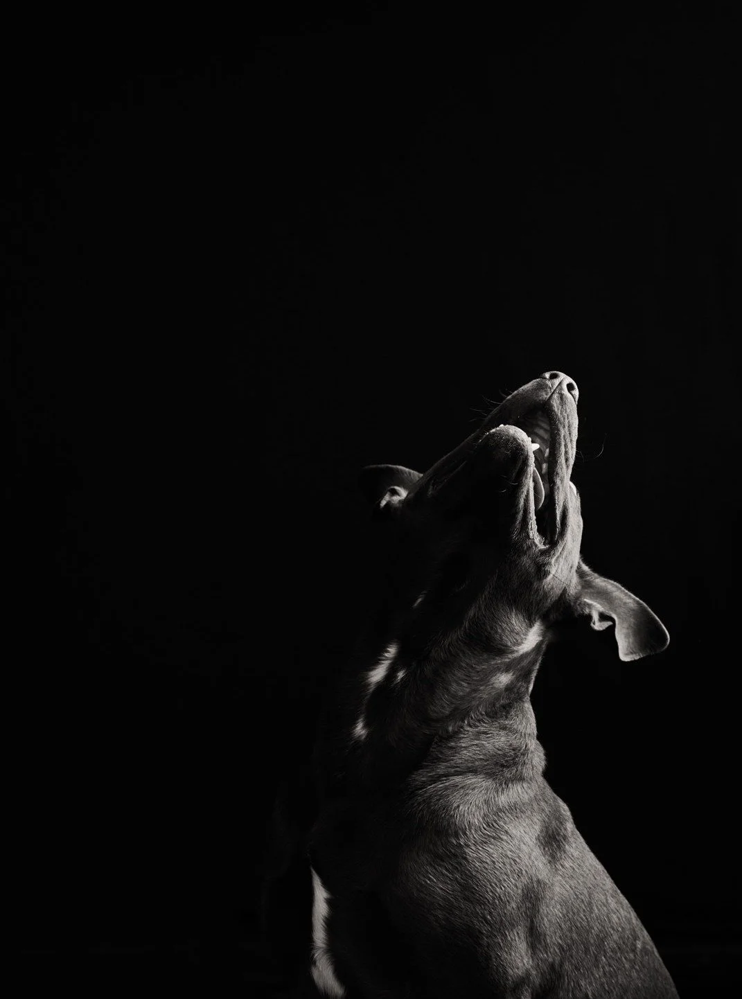 .
Really excited to share this one.

Portrait of Bailey, Follow the Light, has been selected for the Call the Dogs online exhibition at the @sxsephotogallery, juried by @elizabethavedon.

This image wasn&rsquo;t planned. It happened in that quiet in-