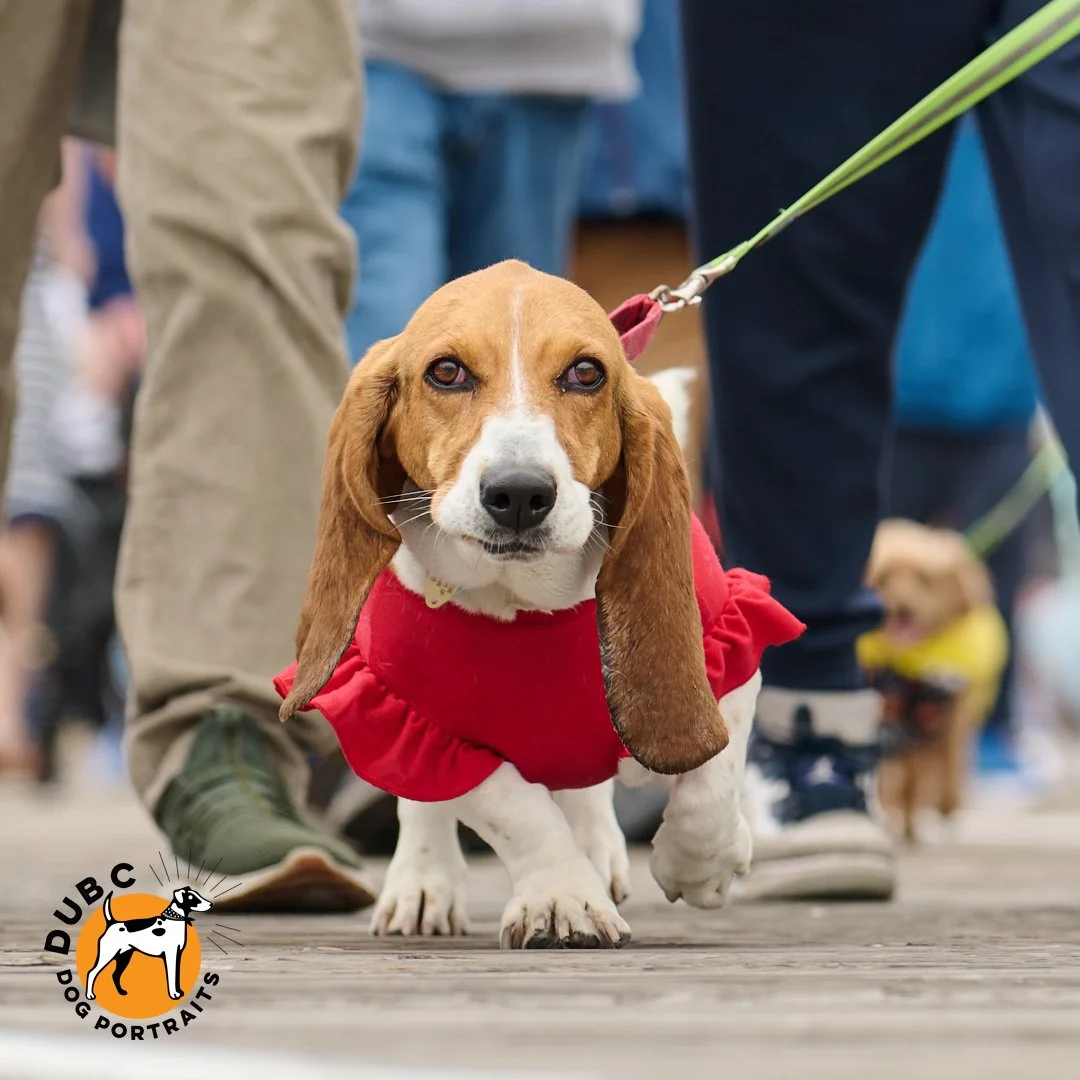 .
2026 Tri-State Bassett Hound Rescue Boardwalk Waddle - Doo Dah Parade
.
We had a great day capturing the SURPRISINGLY fast Boardwalk Waddle in Ocean City, NJ, last Saturday. So many great fuzzy faces to capture.
.
What is the Doo Dah Parade, you as