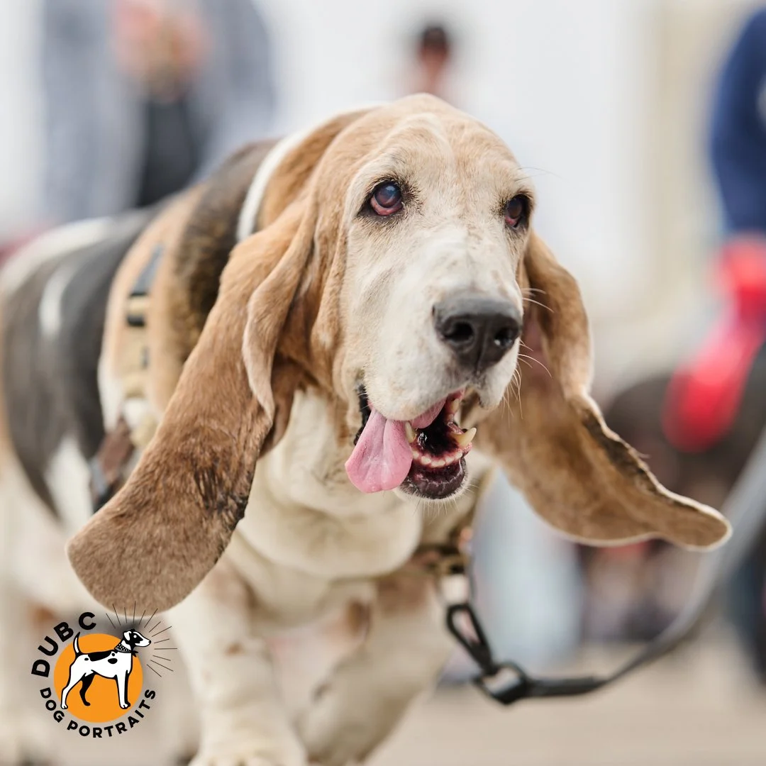 2026 Tri-State Basset Hound Rescue Boardwalk Waddle - Doo Dah Parade
.
We had a great day capturing the SURPRISINGLY fast Boardwalk Waddle in Ocean City, NJ, last Saturday. So many great fuzzy faces to capture.
.
What is the Doo Dah Parade, you ask?
