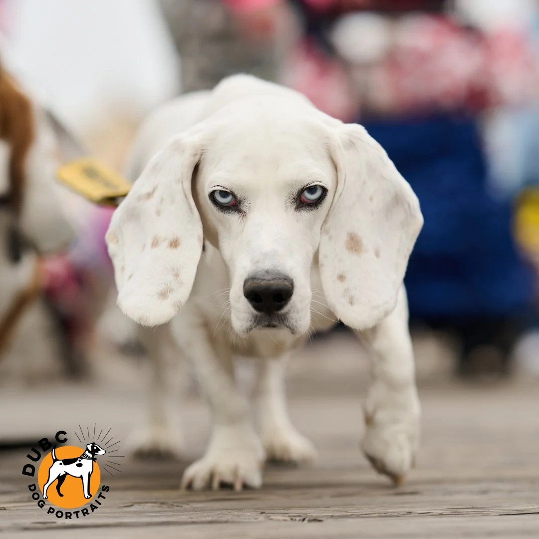 2026 Tri-State Basset Hound Rescue Boardwalk Waddle - Doo Dah Parade
.
We had a great day capturing the SURPRISINGLY fast Boardwalk Waddle in Ocean City, NJ, last Saturday. So many great fuzzy faces to capture.
.
What is the Doo Dah Parade, you ask?
