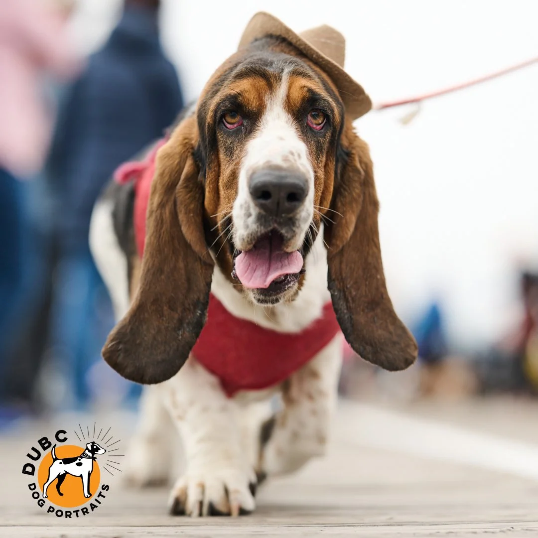 2026 Tri-State Basset Hound Rescue Boardwalk Waddle - Doo Dah Parade
.
We had a great day capturing the SURPRISINGLY fast Boardwalk Waddle in Ocean City, NJ, last Saturday. So many great fuzzy faces to capture.
.
What is the Doo Dah Parade, you ask?
