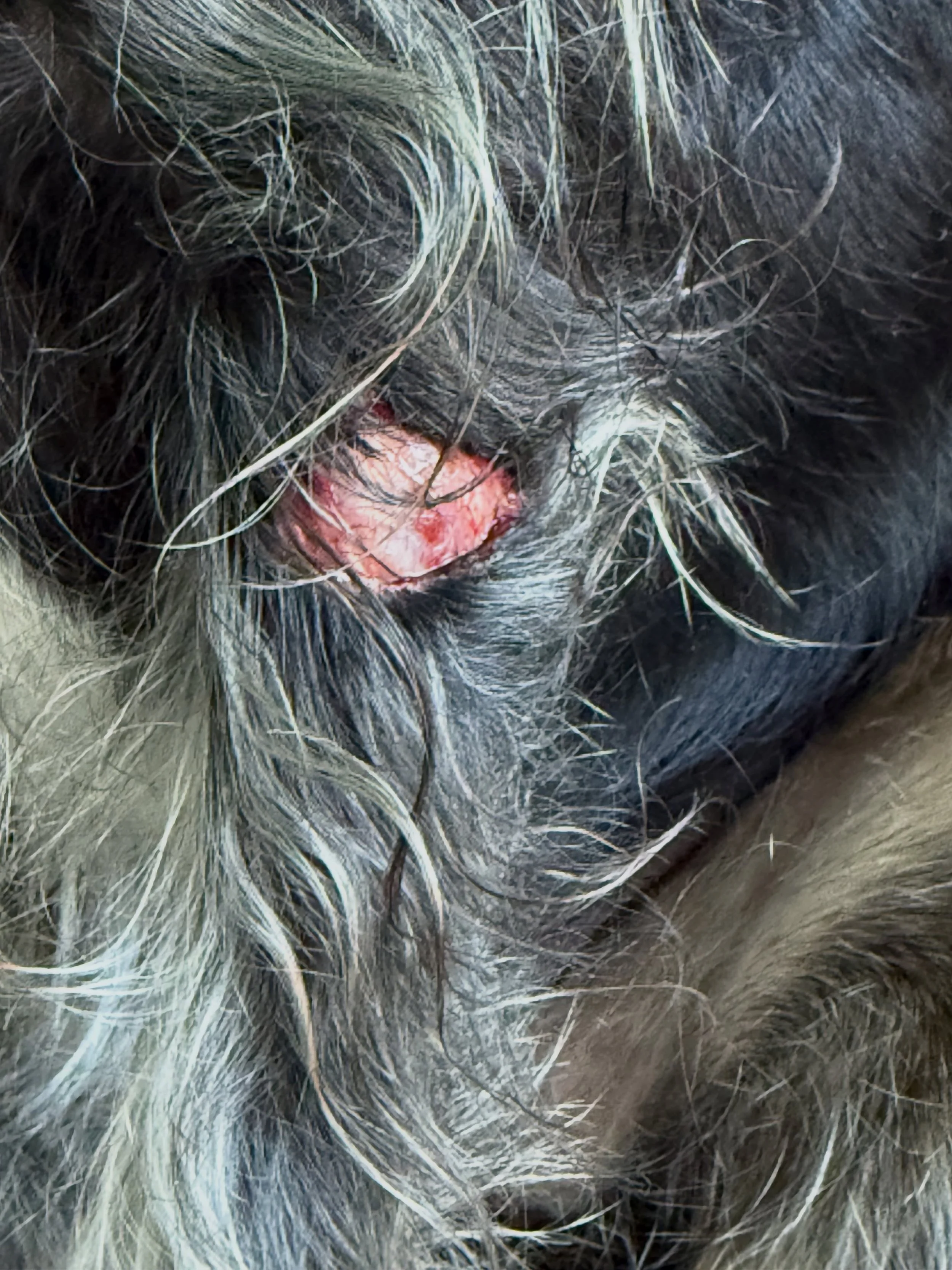 A vet visit was not on the list of this to get done first thing this morning&hellip;.

What happens when the Tasmanian Devil catches the corner a piece of metal while running&hellip;.. clean cut and 7 staples later&hellip; that&rsquo;s gonna leave a 