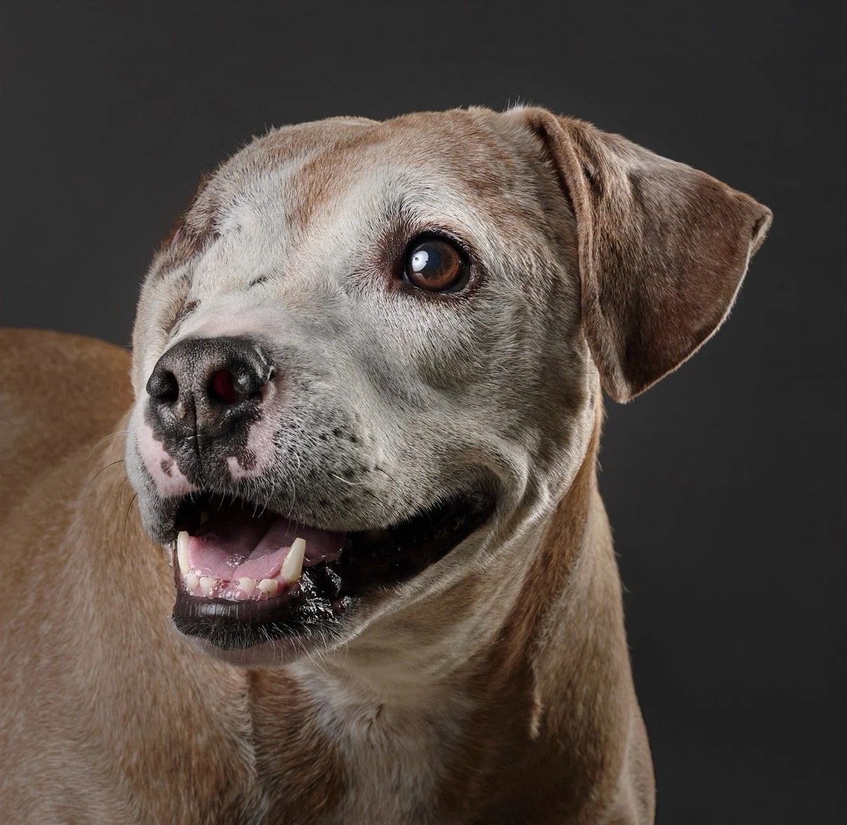 DubC Dog Chronicles: Sylvia’s Foster-Fail Rescue Story | October 2026, Vol. 1