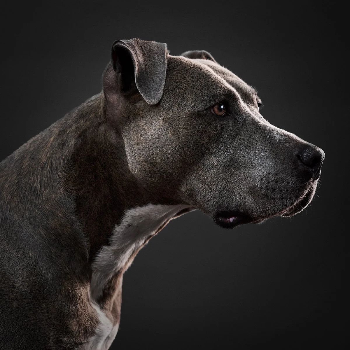 DubC Dog Chronicles: Stella’s Pit Bull Rescue Story | October 2026, Vol. 2