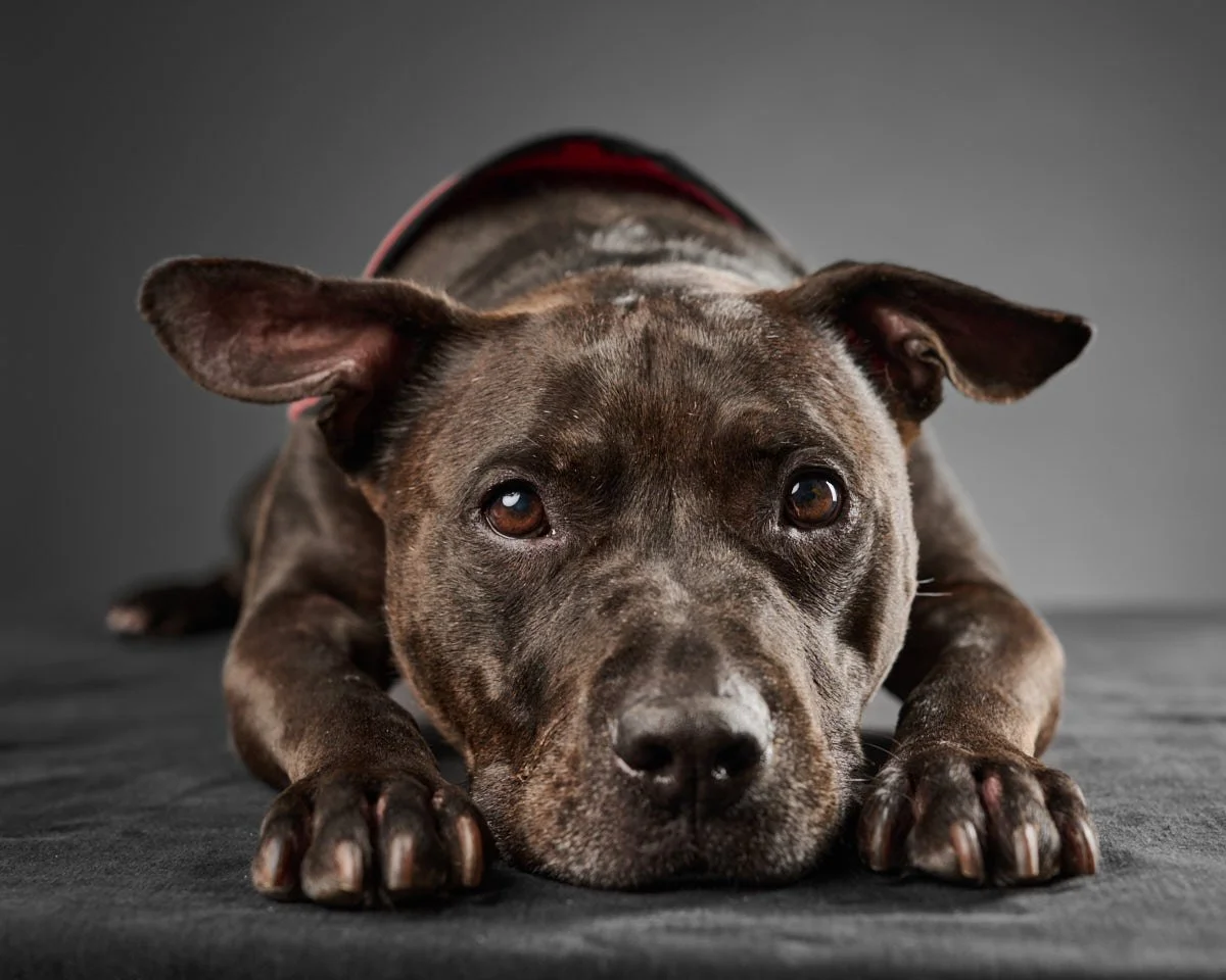 Pit Bulls: Breaking the Stigma, One Dog at a Time