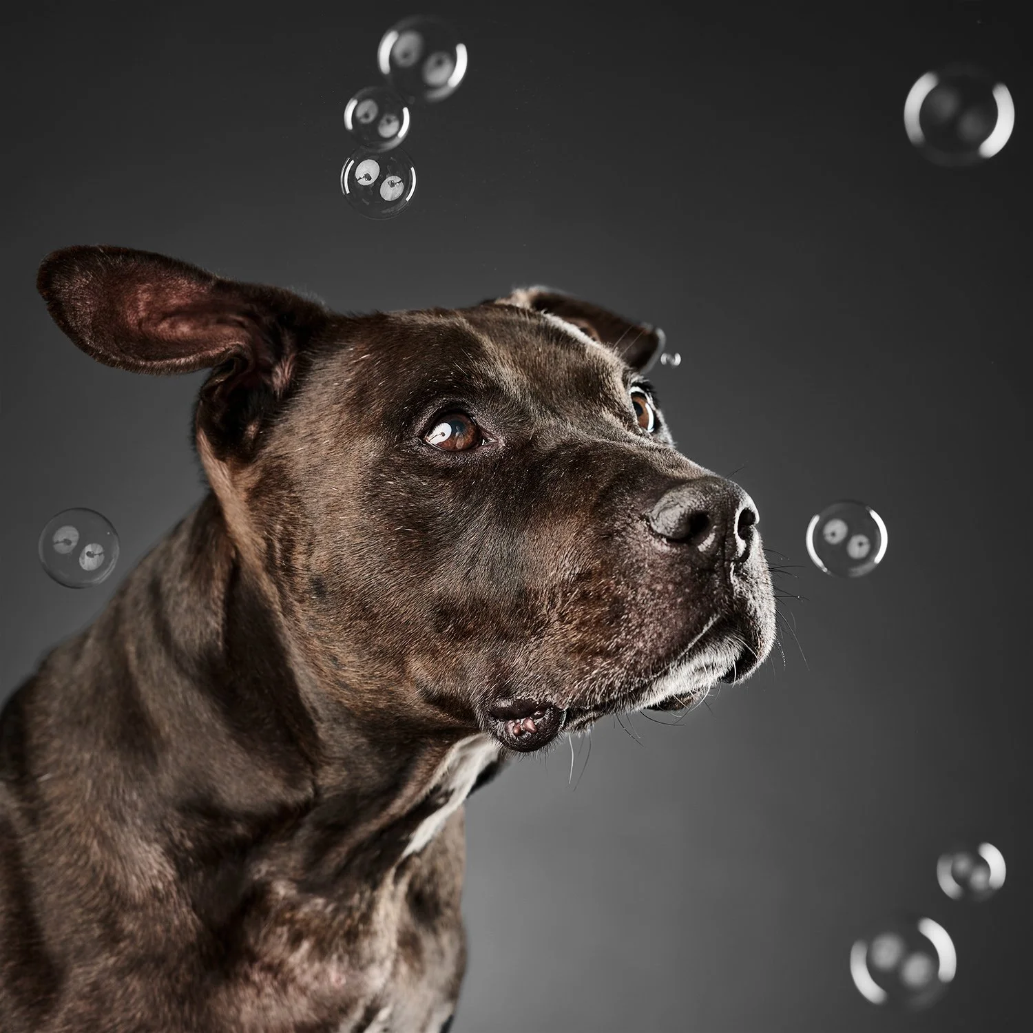 Savvy, a senior pit bull photographed sitting with bubbles around him, waiting to be adopted from Brandywine Valley SPCA