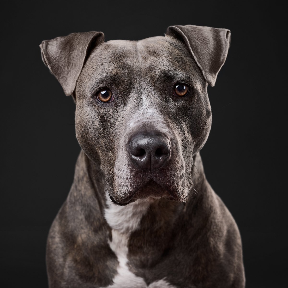 portrait of a steel grey pit bull staring straight into the camera