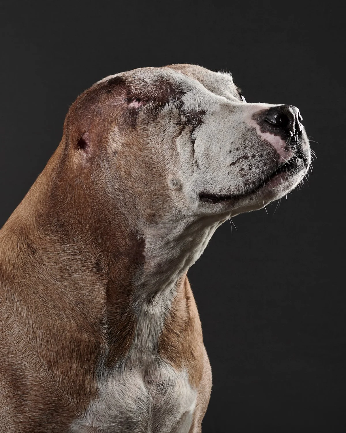 Fine art portrait of Sylvia, a rescued Pit Bull photographed by Roman Coia of DubC Dog Portraits in West Chester, PA.