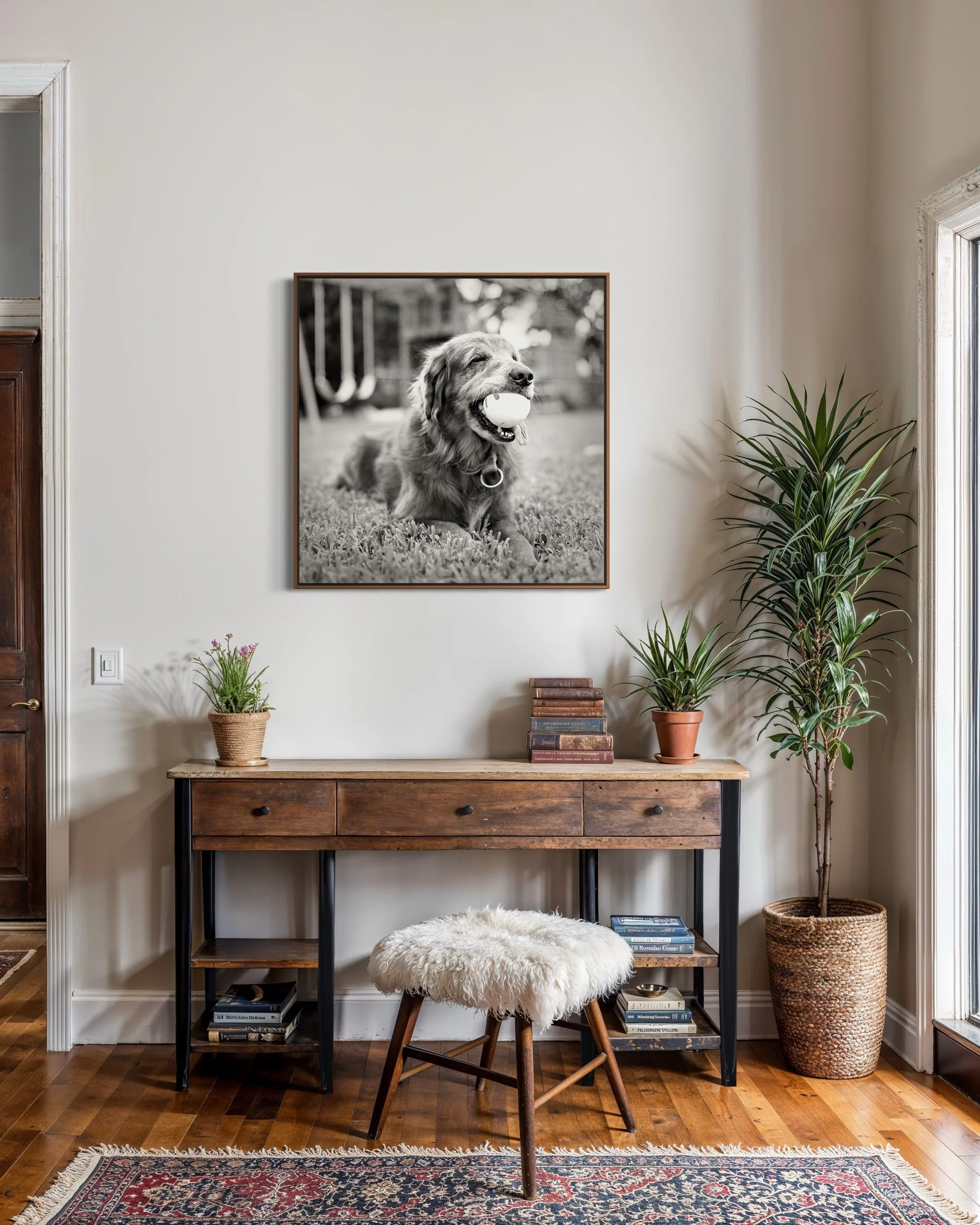 roman-coia-photographer-dubc-dog-portraits-koala.JPG