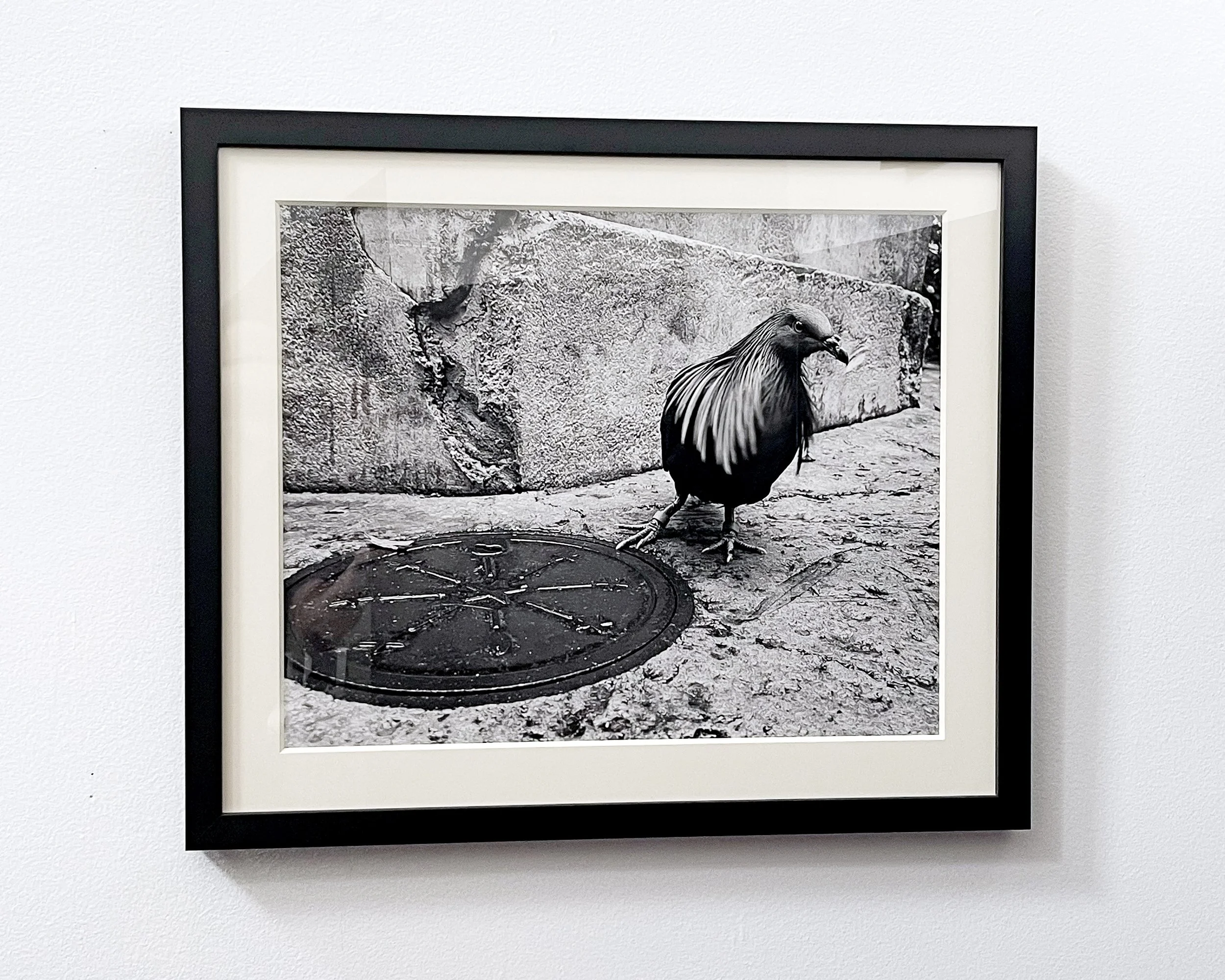 Stare Down black and white fine art photograph from the Birds of a Feather series by West Chester PA photographer Roman Coia