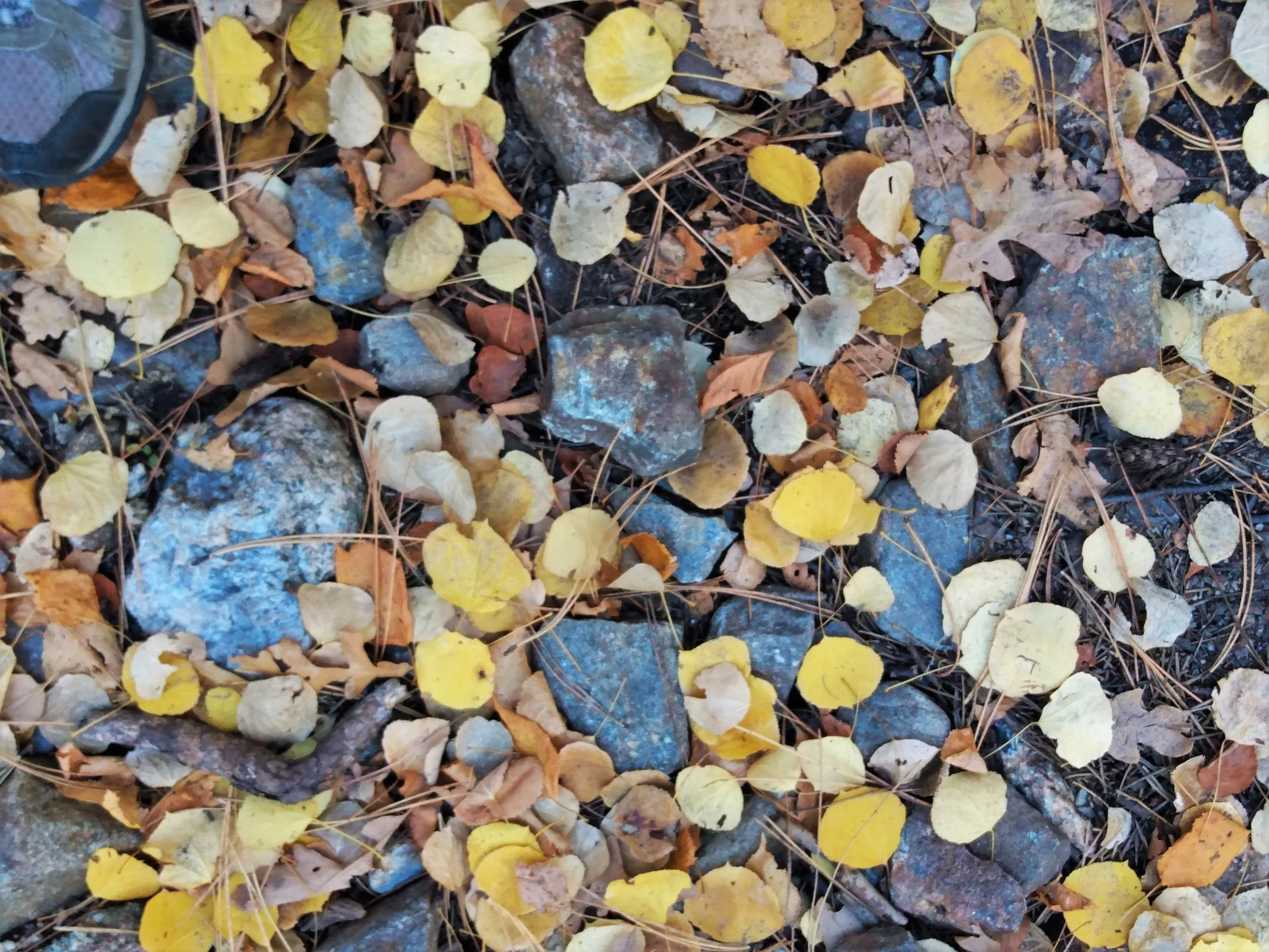IMG_20211016_105717393-edited.jpg