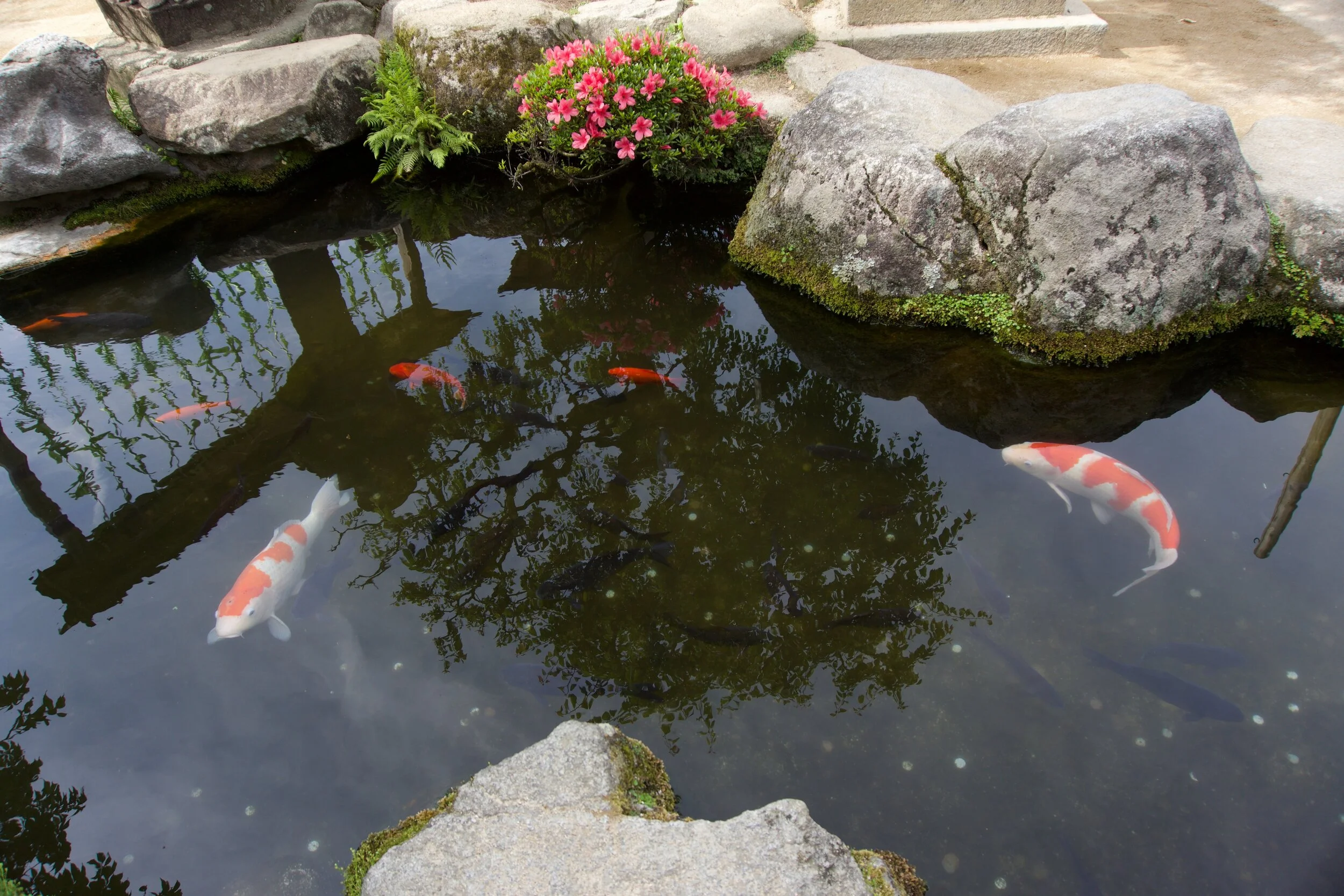 Reflection of wishes upon a koi pond at a shrine in Fukuoka, Japan.