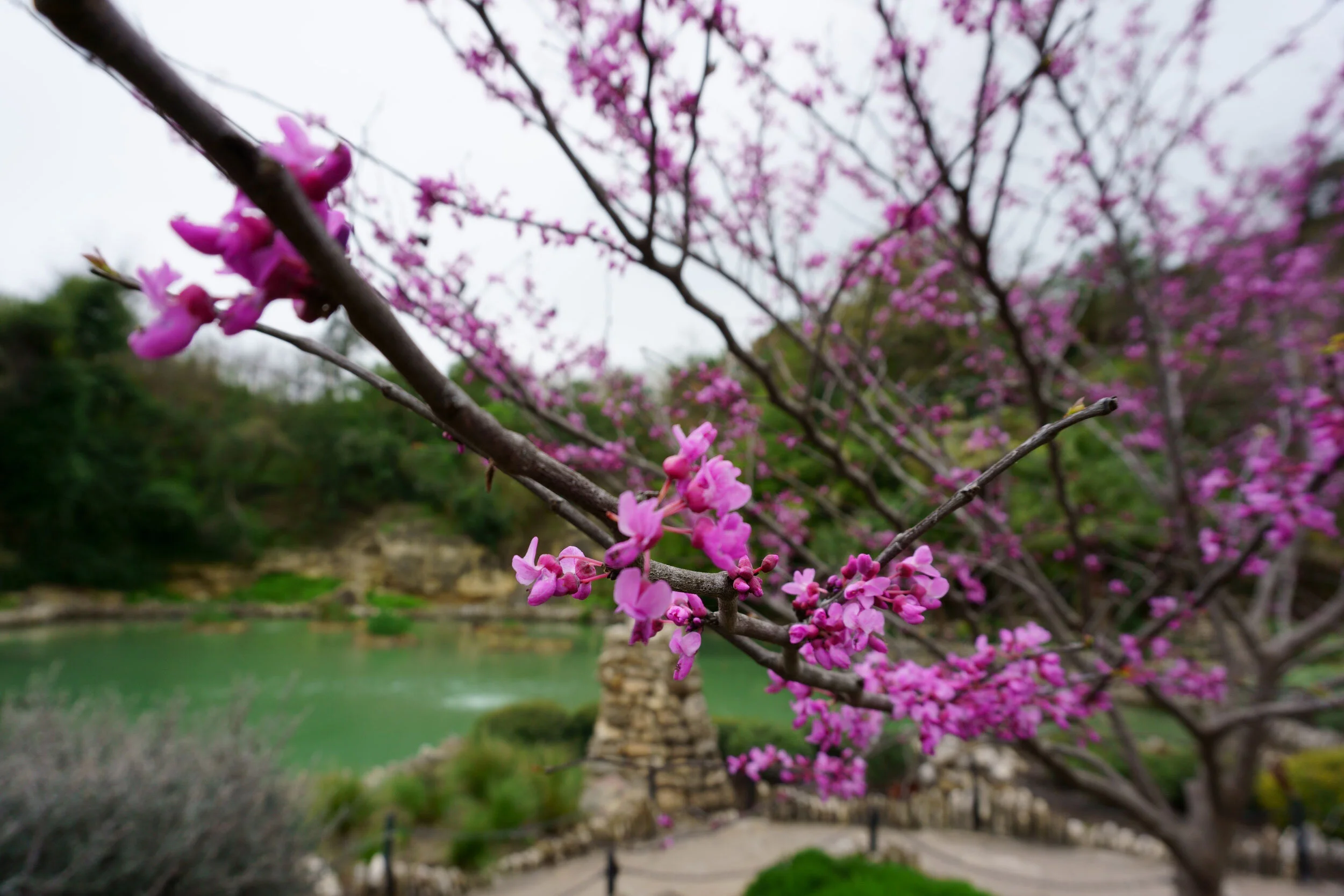 Cherry blossoms at the San Antonio Tea Garden. My mother’s favorite flower.