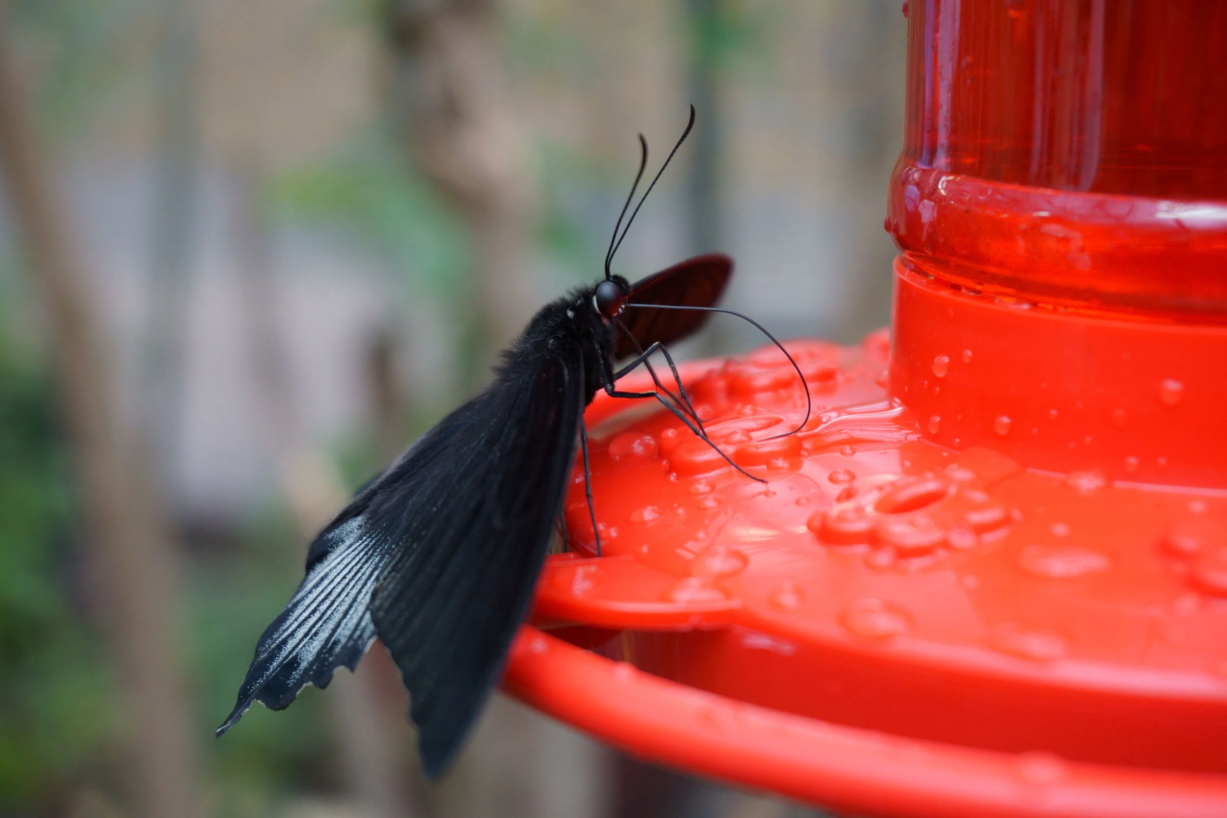Butterfly takes a sip of water at a Butterfly Garden in San Antonio, Texas.