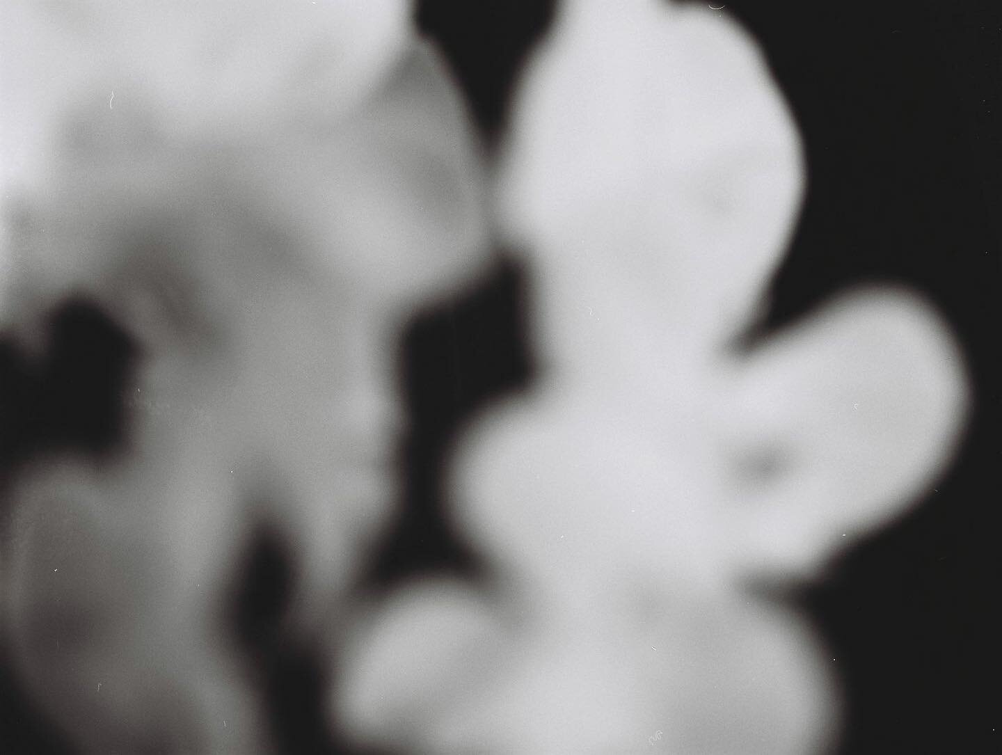 Orchids 2/2 , 

This was an outtake from my test roll on my new Zenza Bronica ETR, captured on medium format. I&rsquo;ll be exploring more and trying to build my baby account @slw_bits with more projects and work. Keep an eye out if it catches your f