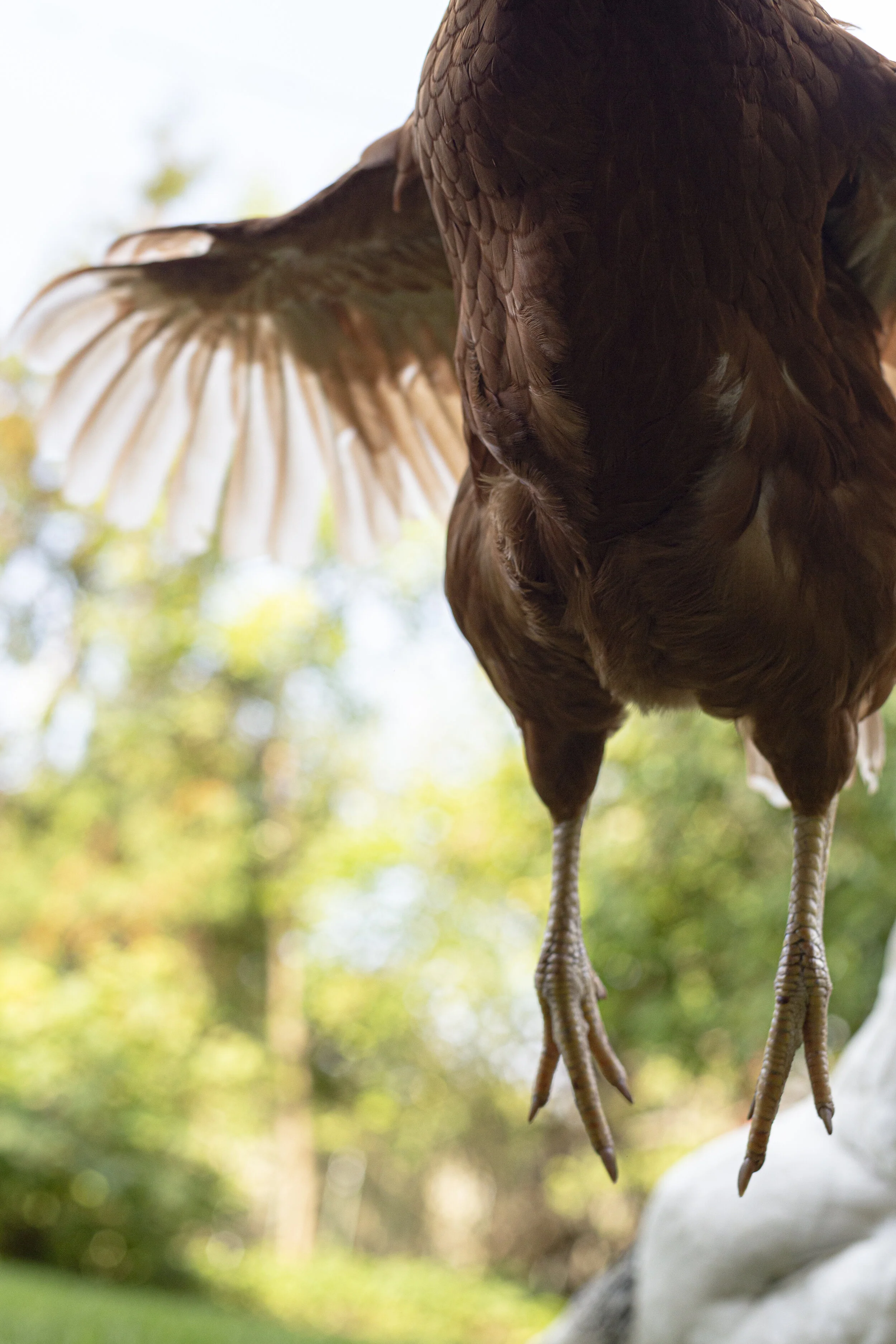 poule.jpg