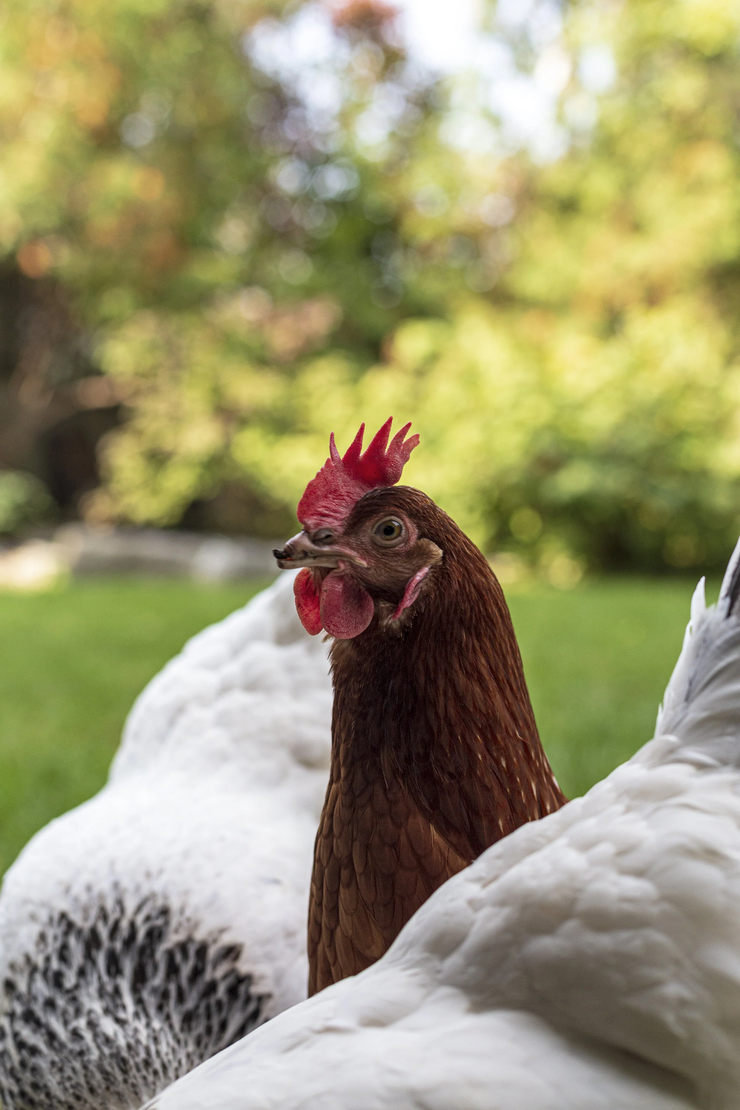 poule3.jpg
