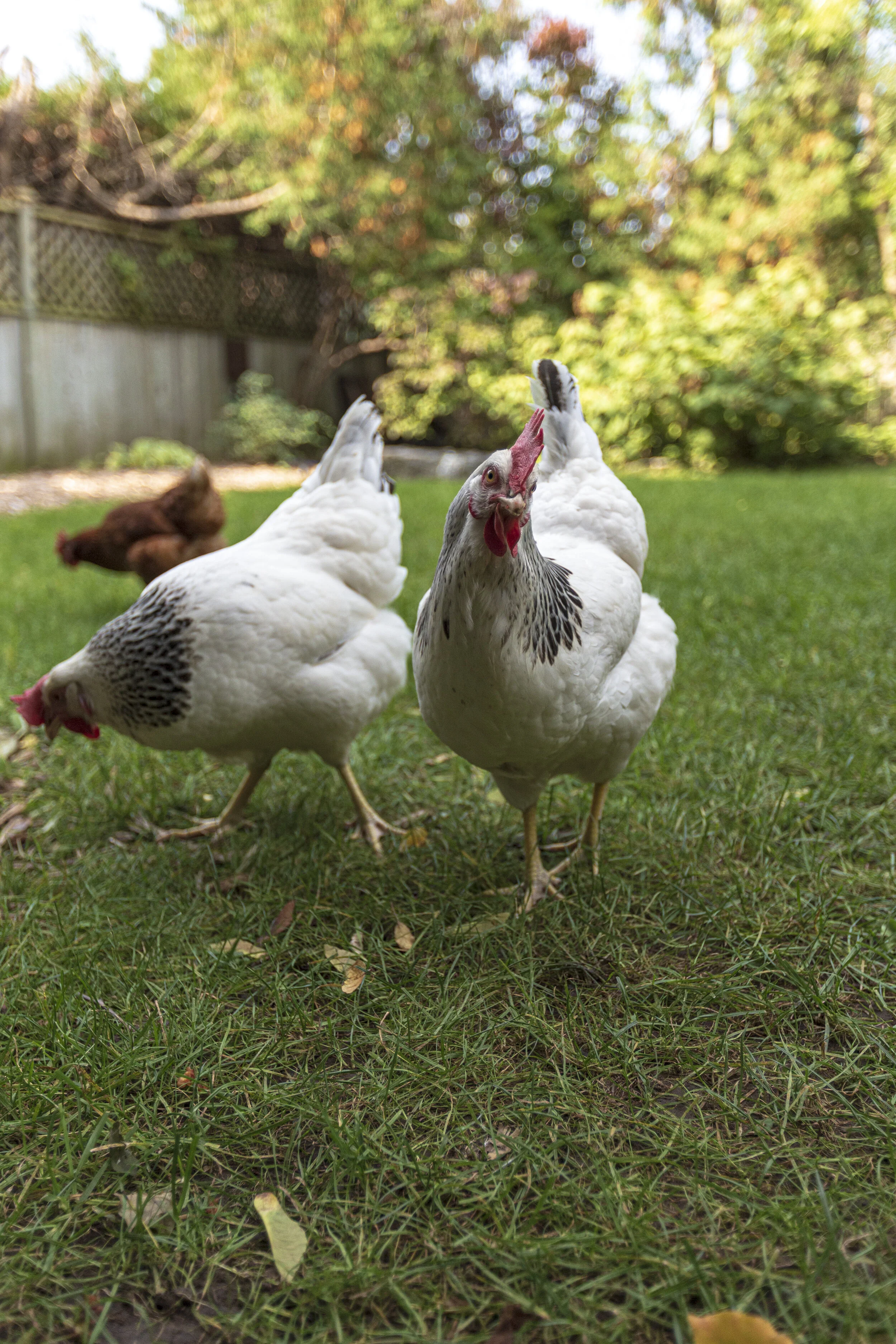 poule6.jpg