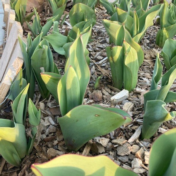 Did you volunteer with us last fall planting bulbs? Your work is coming to life!

[PICS: Two pictures of plant life starting to emerge from the soil in a tree pit.]

#RedHook #Brooklyn #NYC #NewYork #NewYorkCity #Volunteer #Volunteerism #CommunitySer