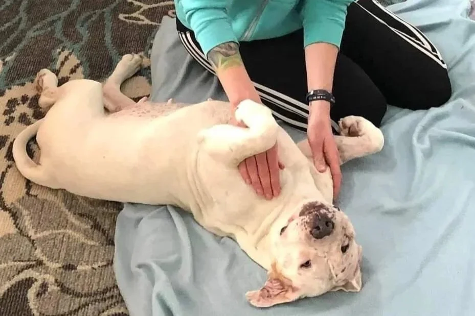 Animal massage is great for rescue dogs, it can help them relax and find comfort.