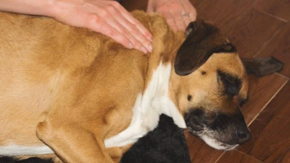 Canine massage after surgery can help clear up inflammation.