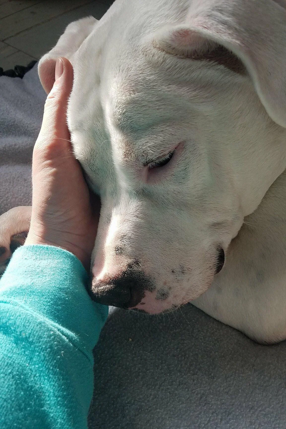 Dog Canine Massage Therapy in Reno, NV.