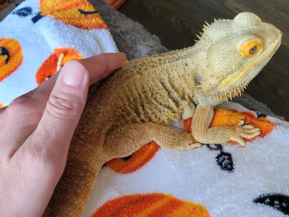 Massage and laser therapy is beneficial for all animals.