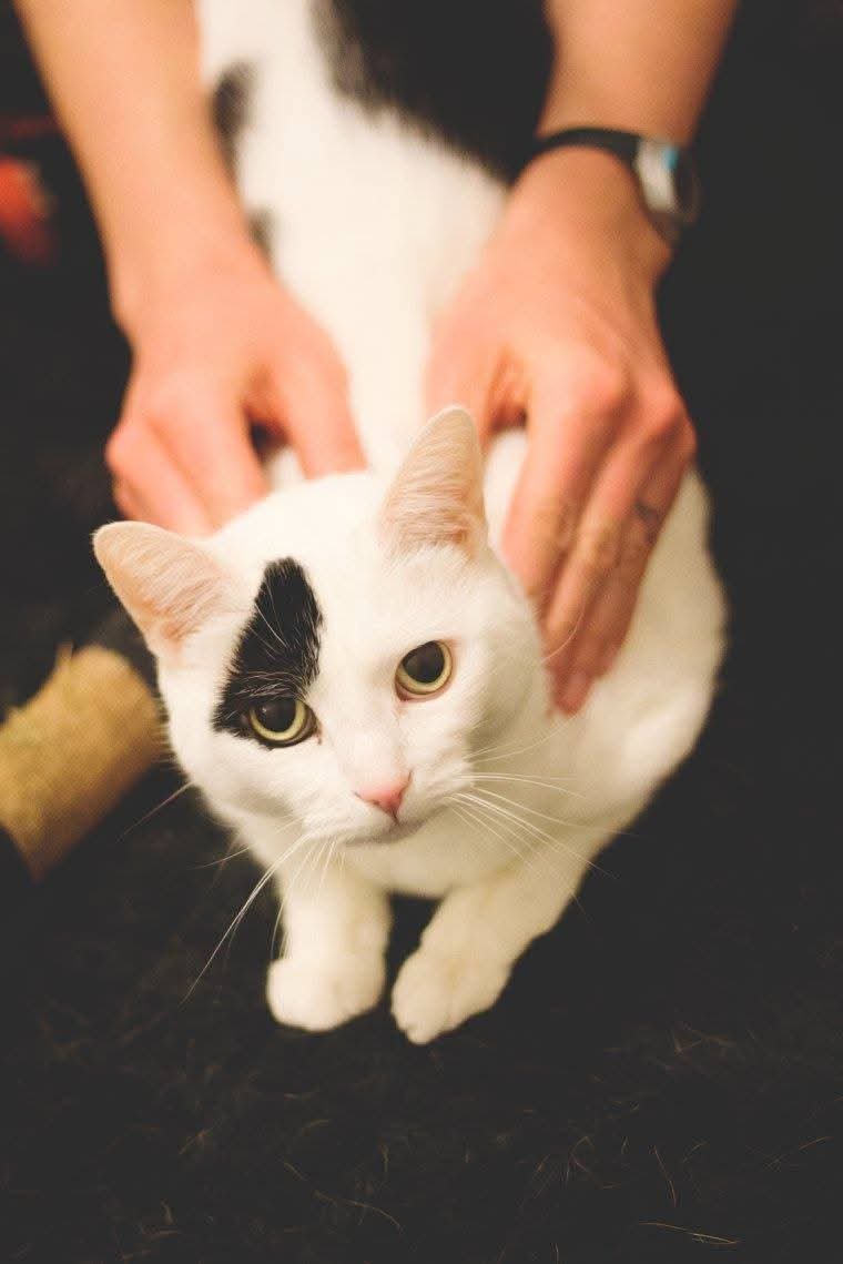 Animal Massage Therapy helps pets with arthritis and is great for pets that do not tolerate medications well.