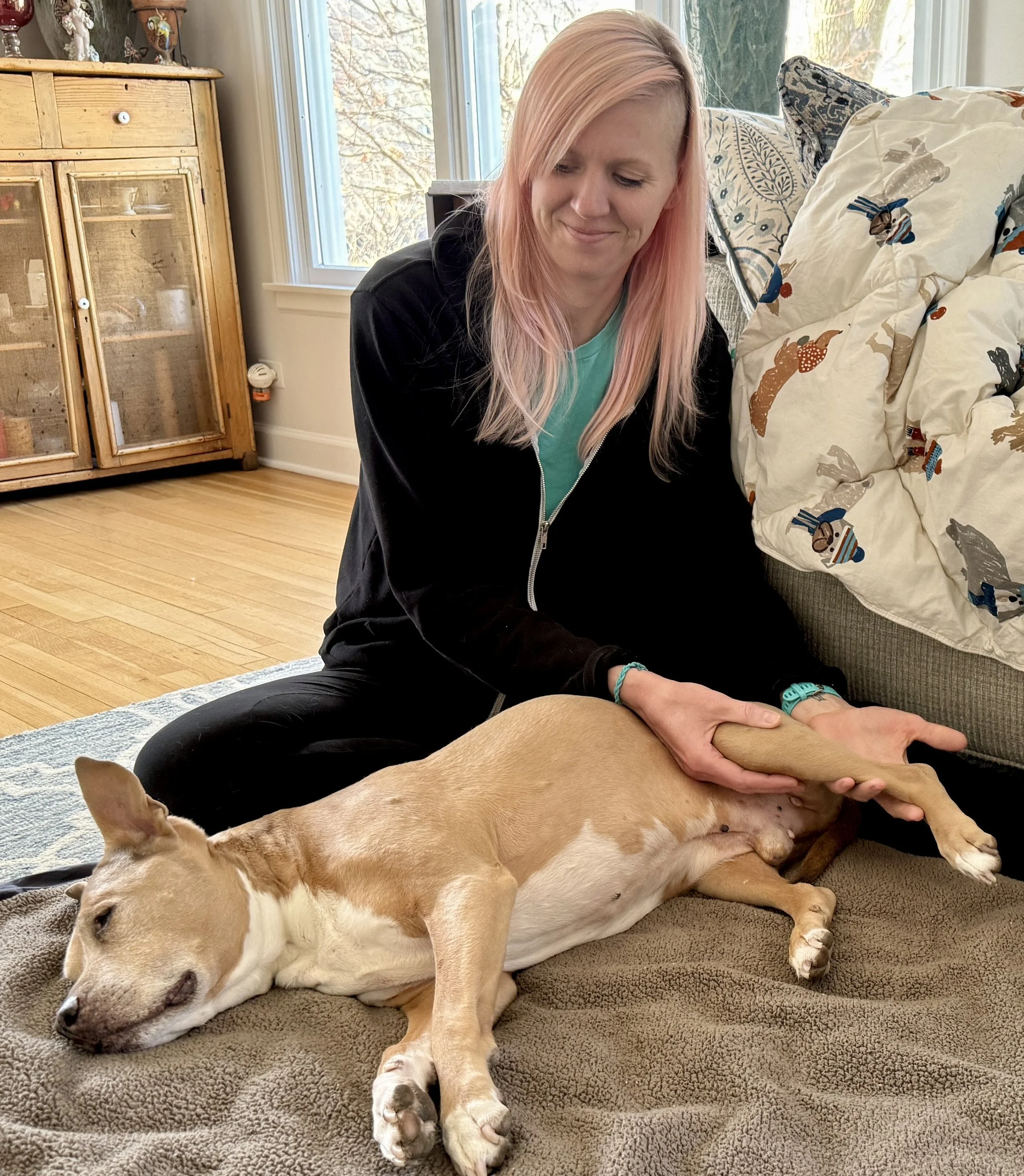 Canine Massage Therapy, stretching and range of motion for your pet.